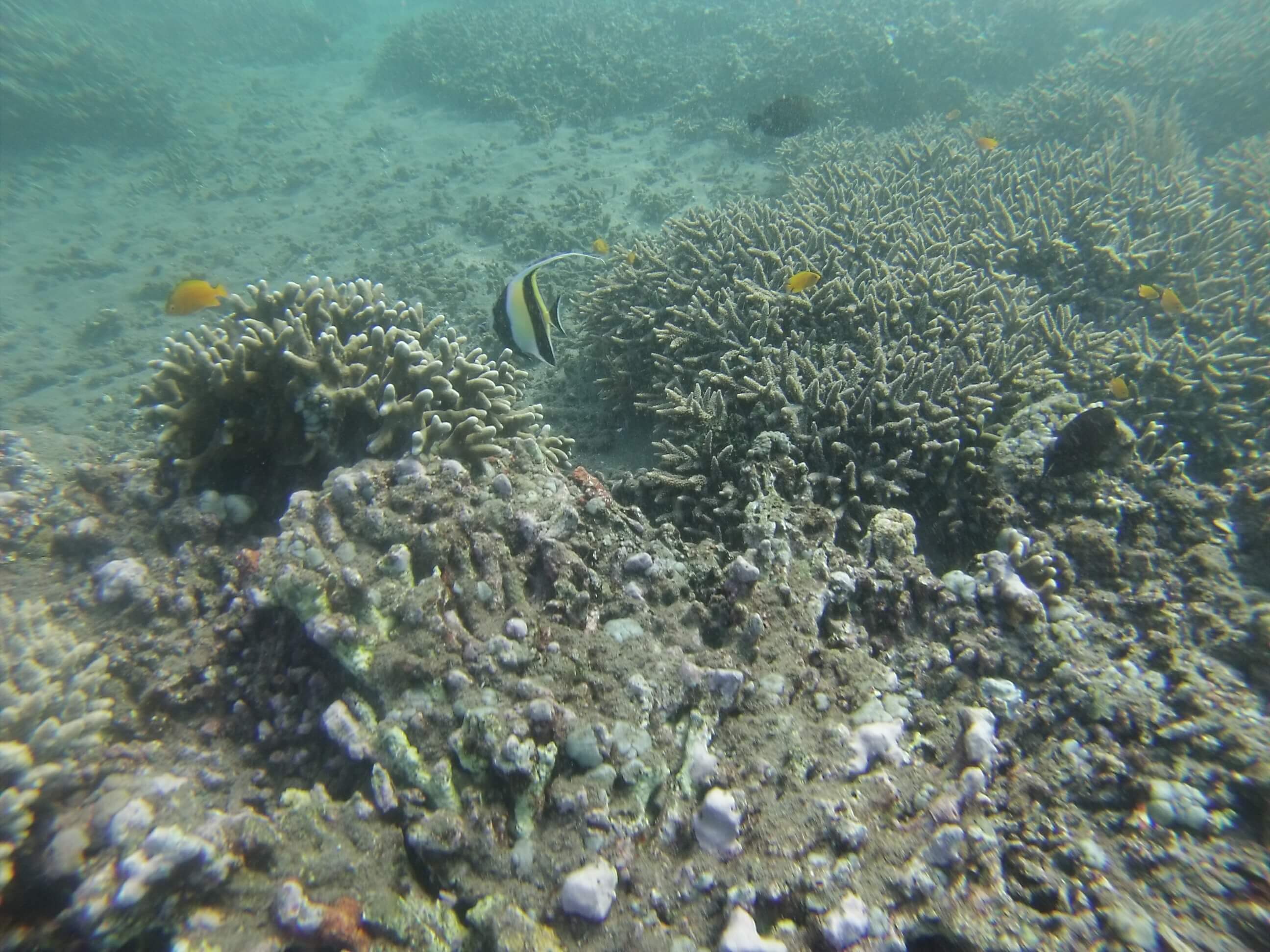 Snorkeling, Amed, Bali