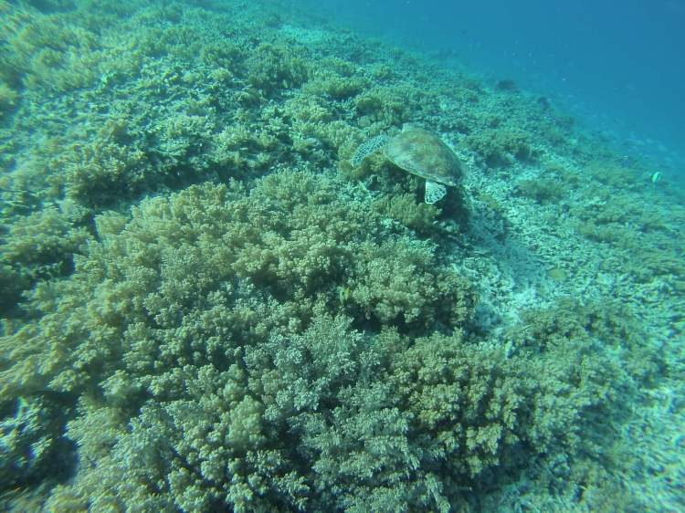 Turtle, Gili Trawangan