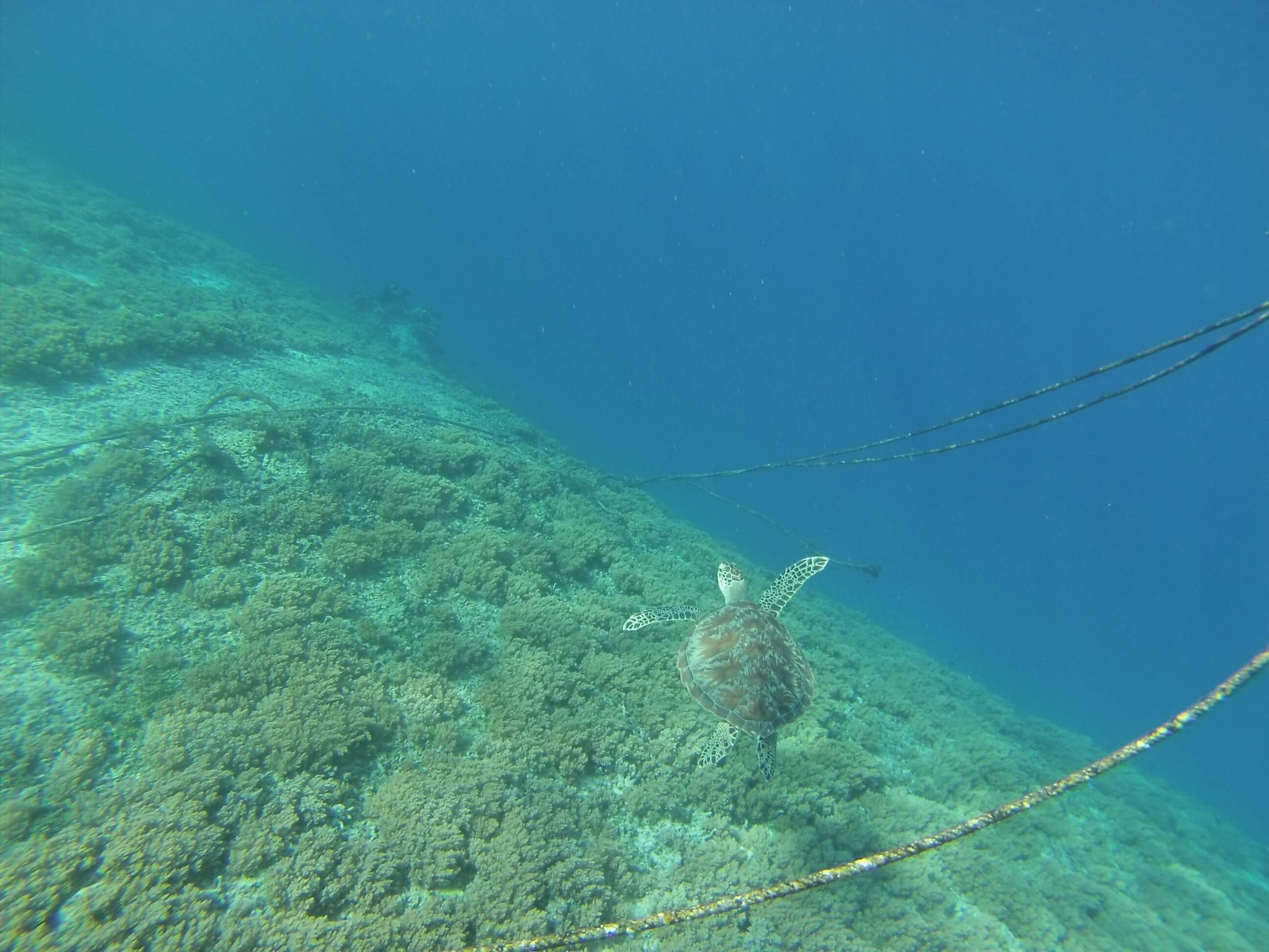 Tortue, Gili Trawangan