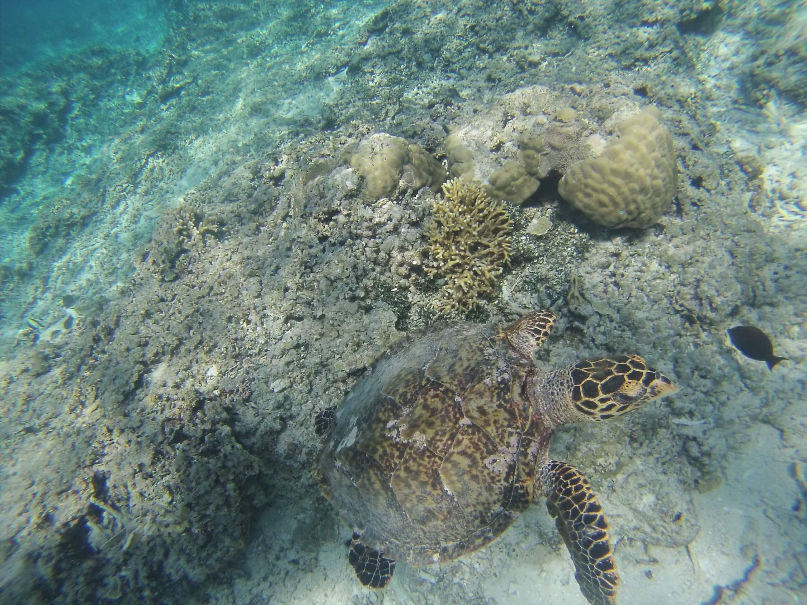 Snorkeling, Gili Meno, Indonesia
