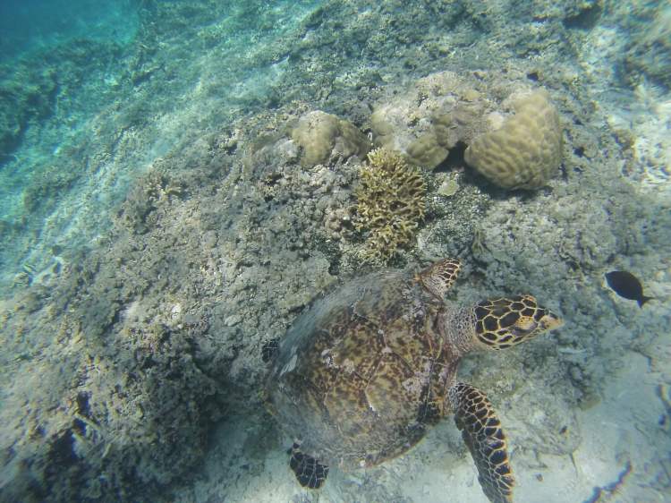 Snorkeling, Gili Meno, Indonesia