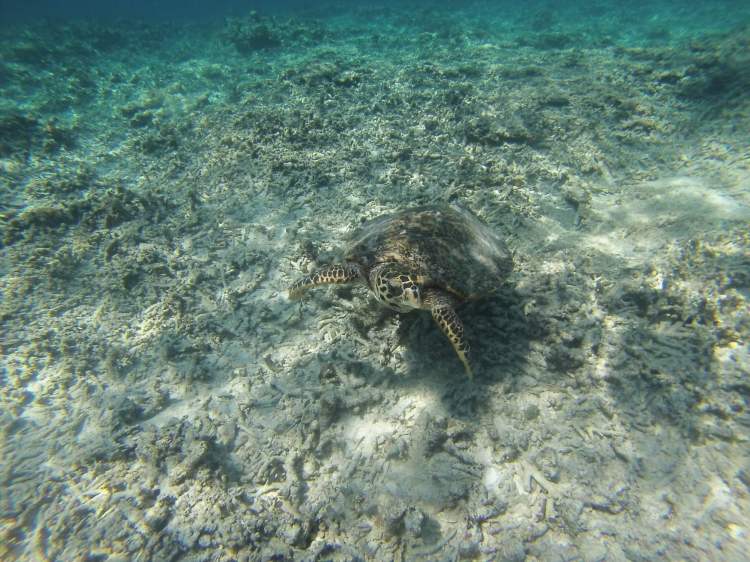Tortue, Gili Meno, Indonésie