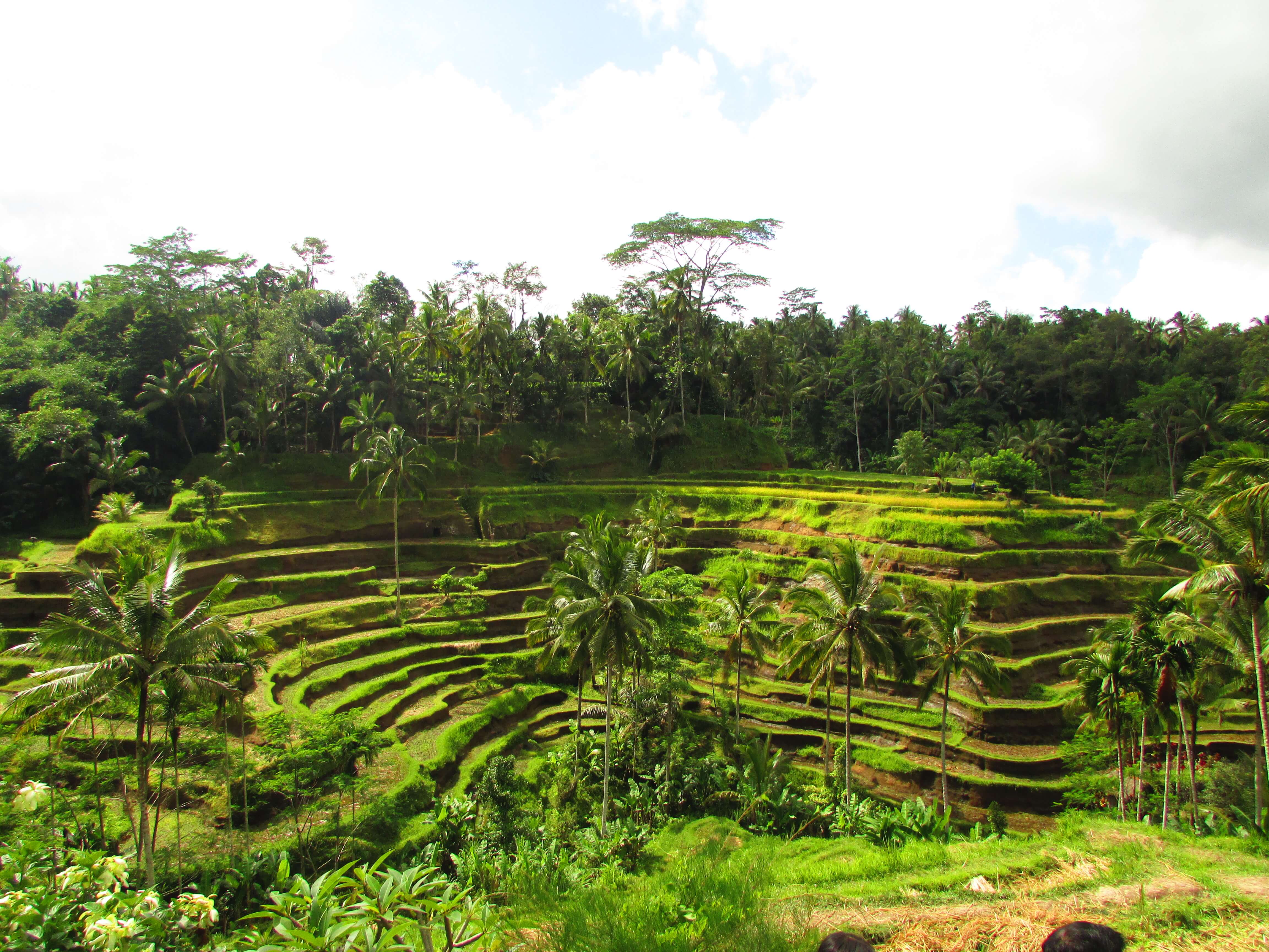 Rice terraces, Ubud, Bali