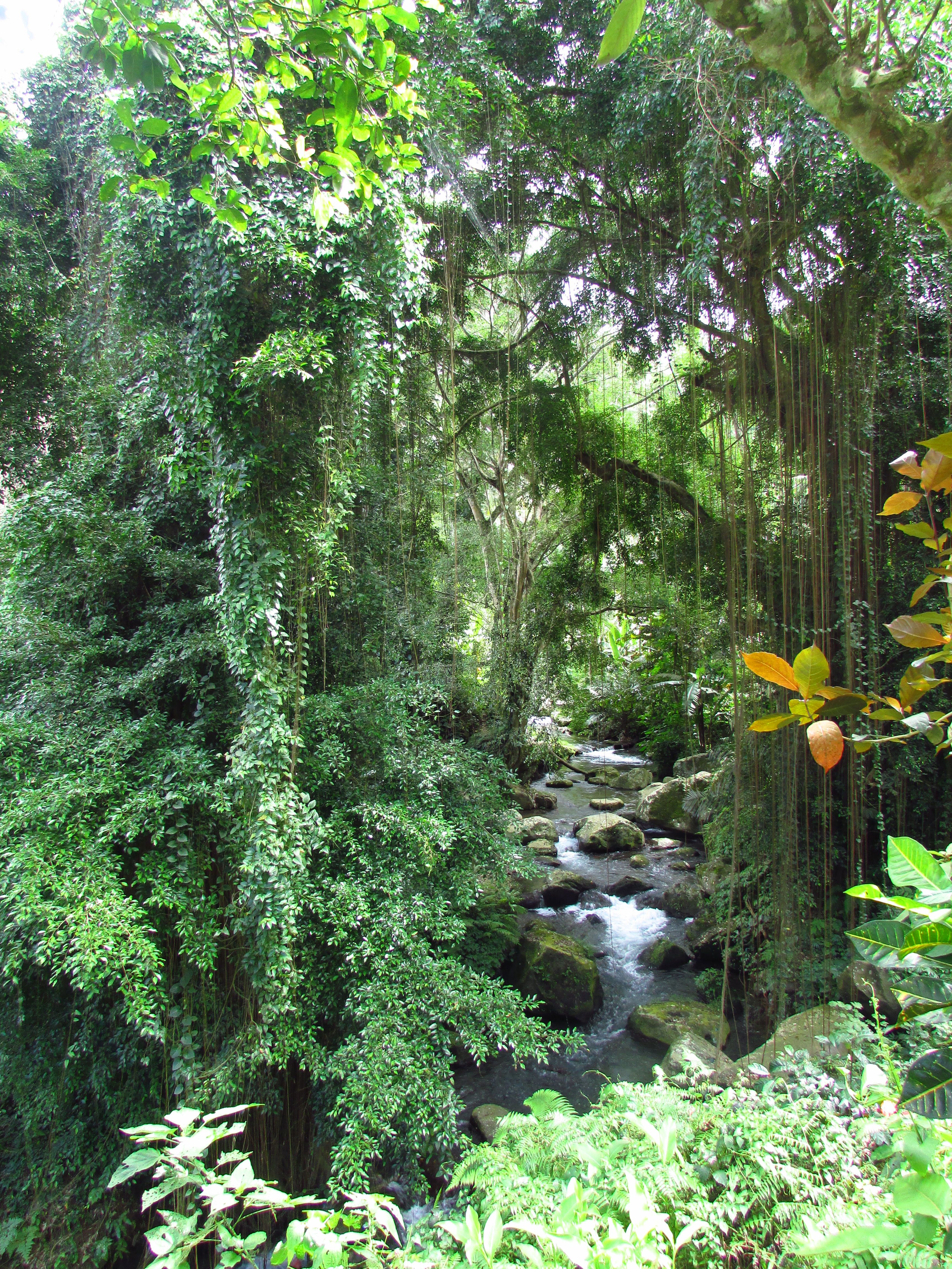 Nature, Gunung Kawi, Bali