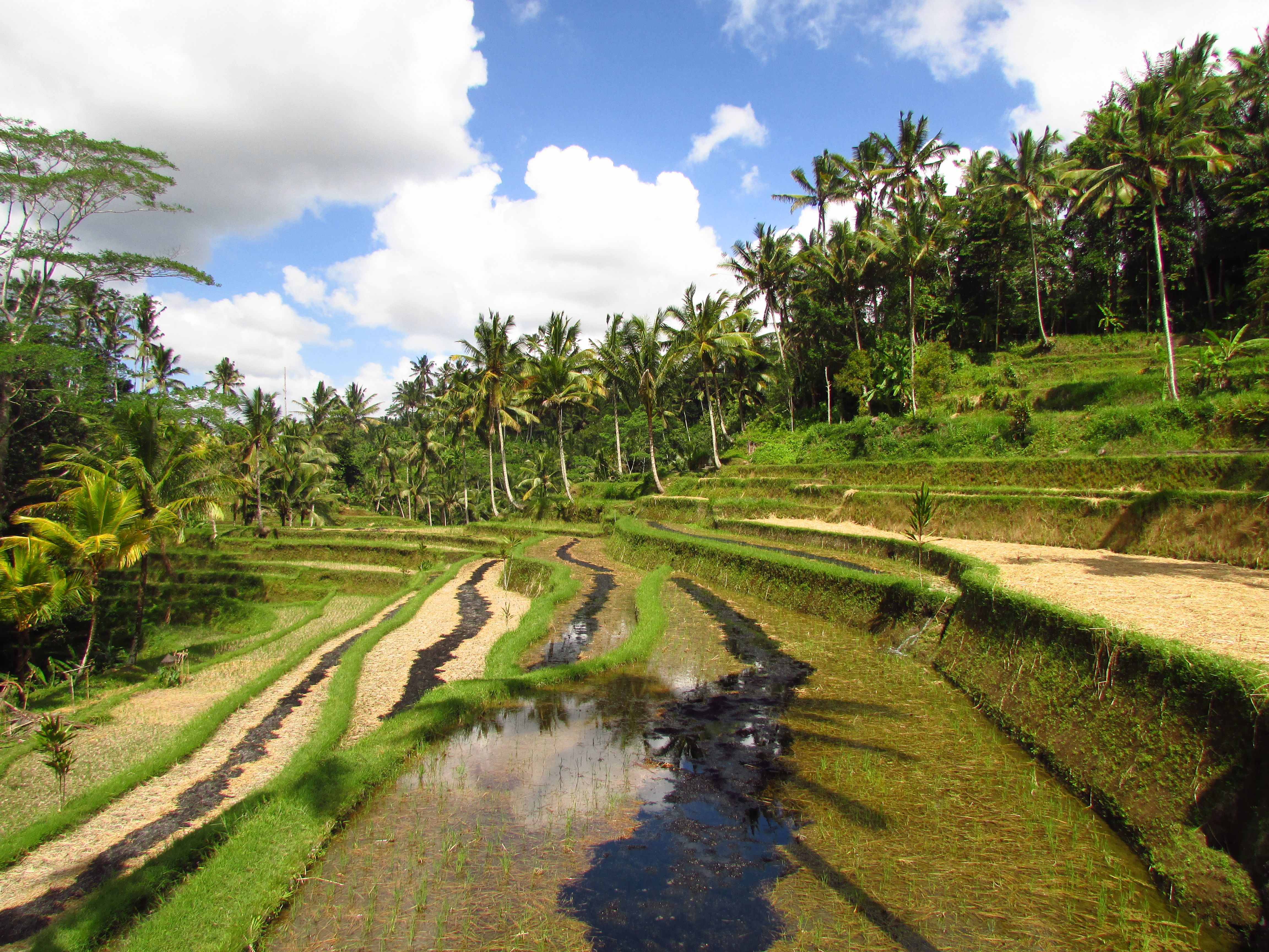 Rizières de Gunung Kawi, Bali