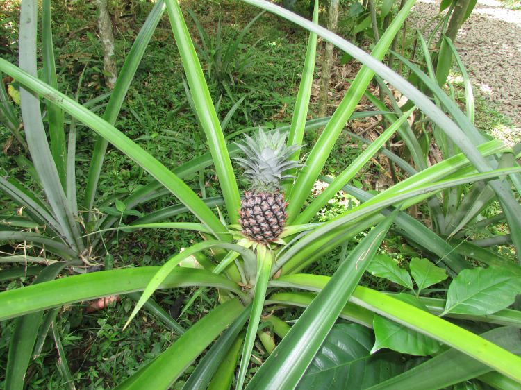 Ananas, Ubud, Bali