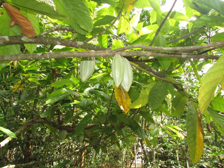 Fèves de cacao, Ubud, Bali