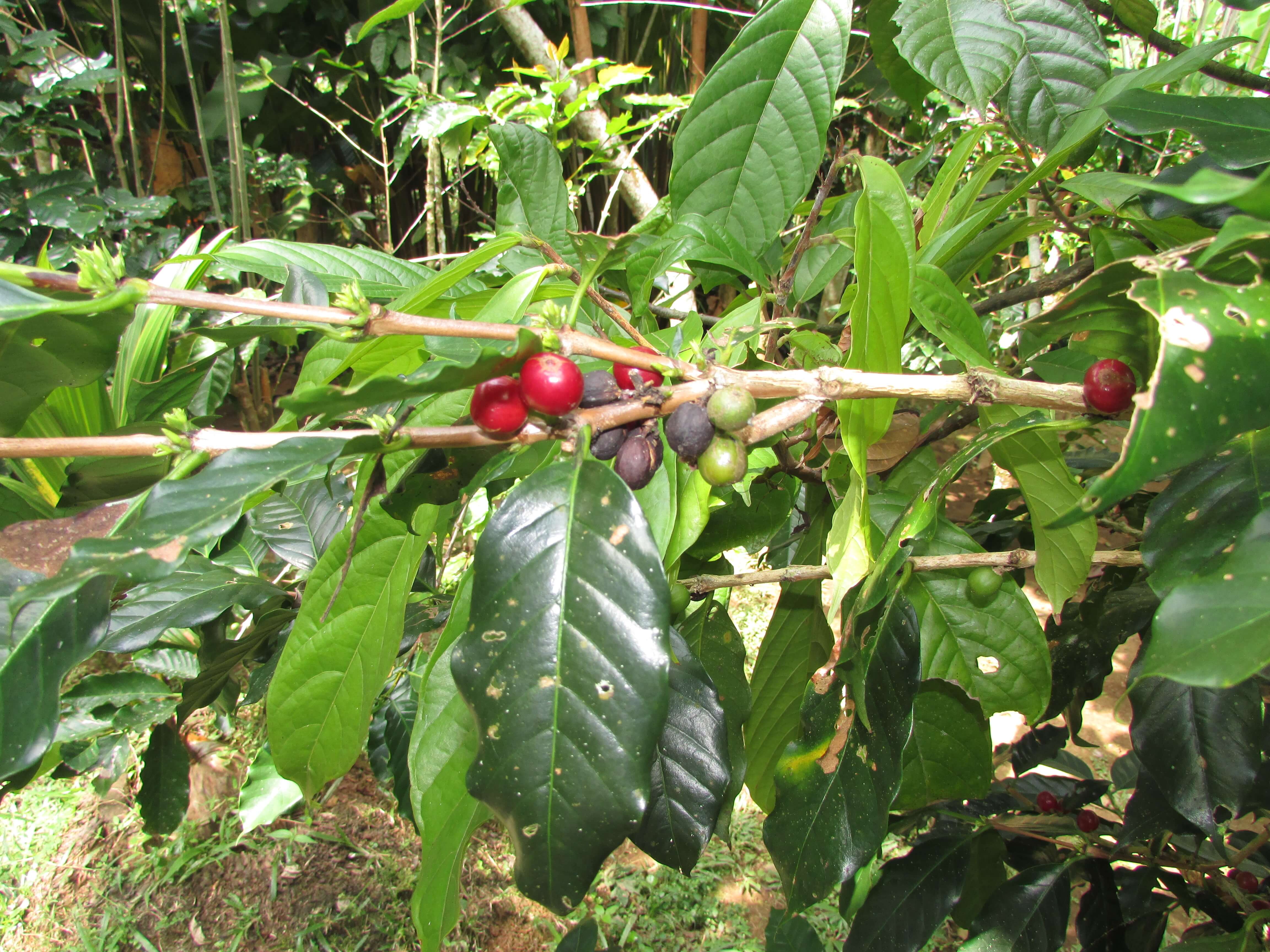 Plantation de café, Ubud, Bali