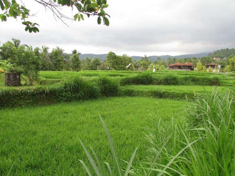Rizières de Munduk, Bali