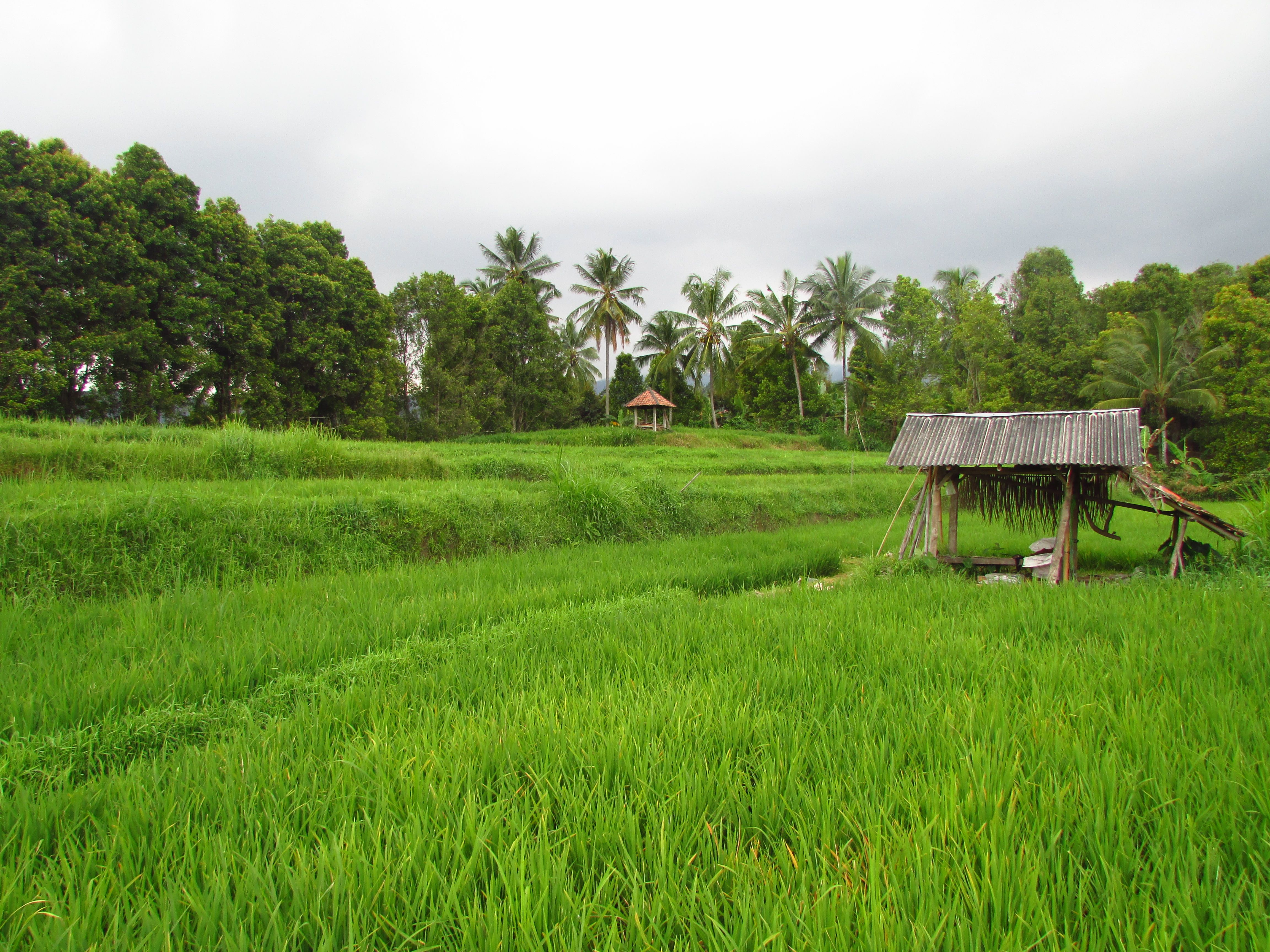 Munduk rice fields, Bali