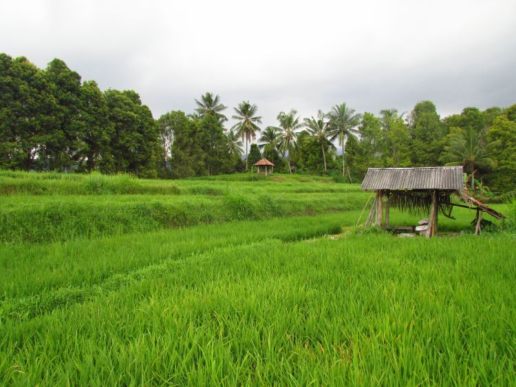 Munduk rice fields, Bali
