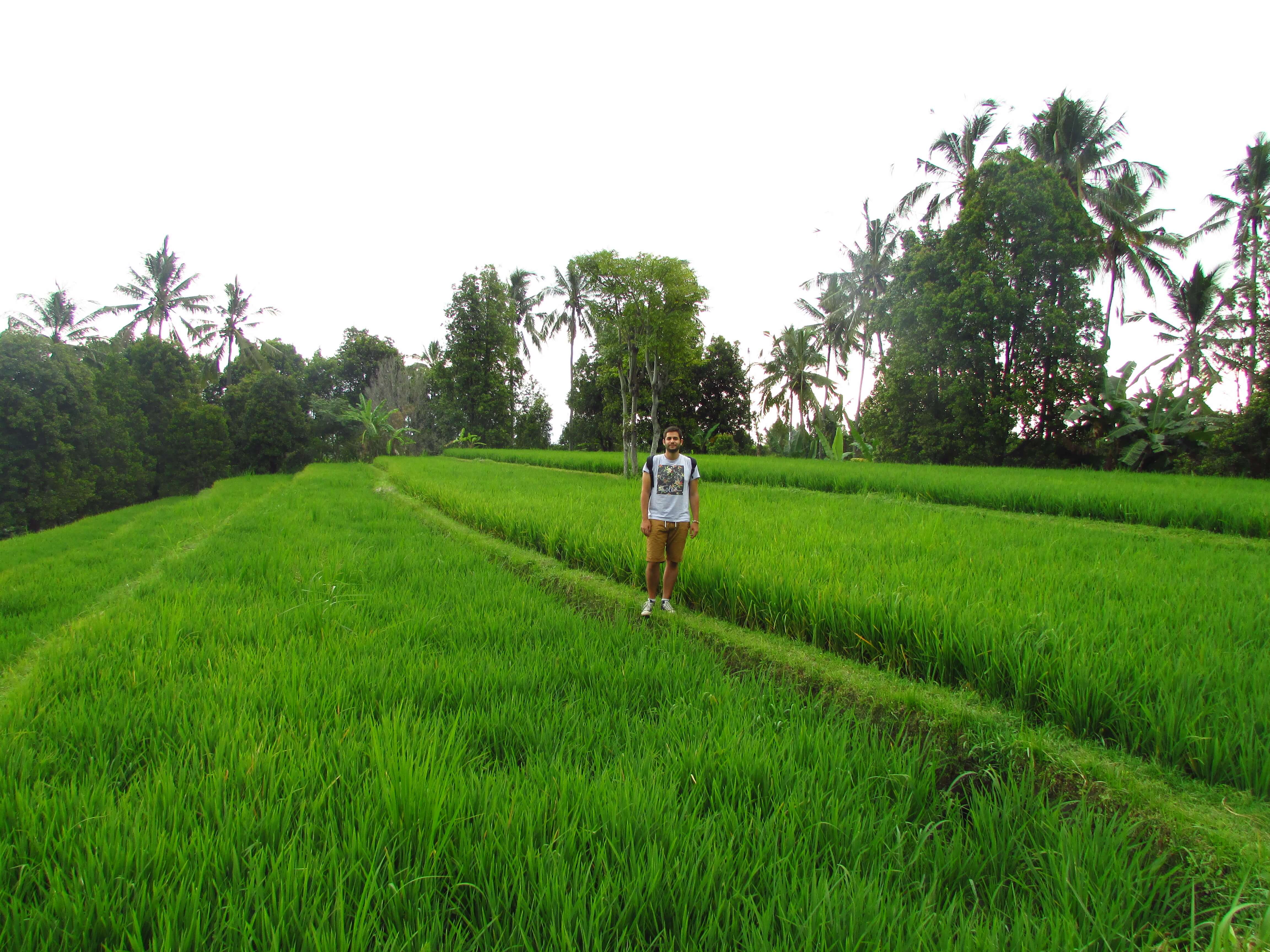 Champ de riz, Munduk, Bali