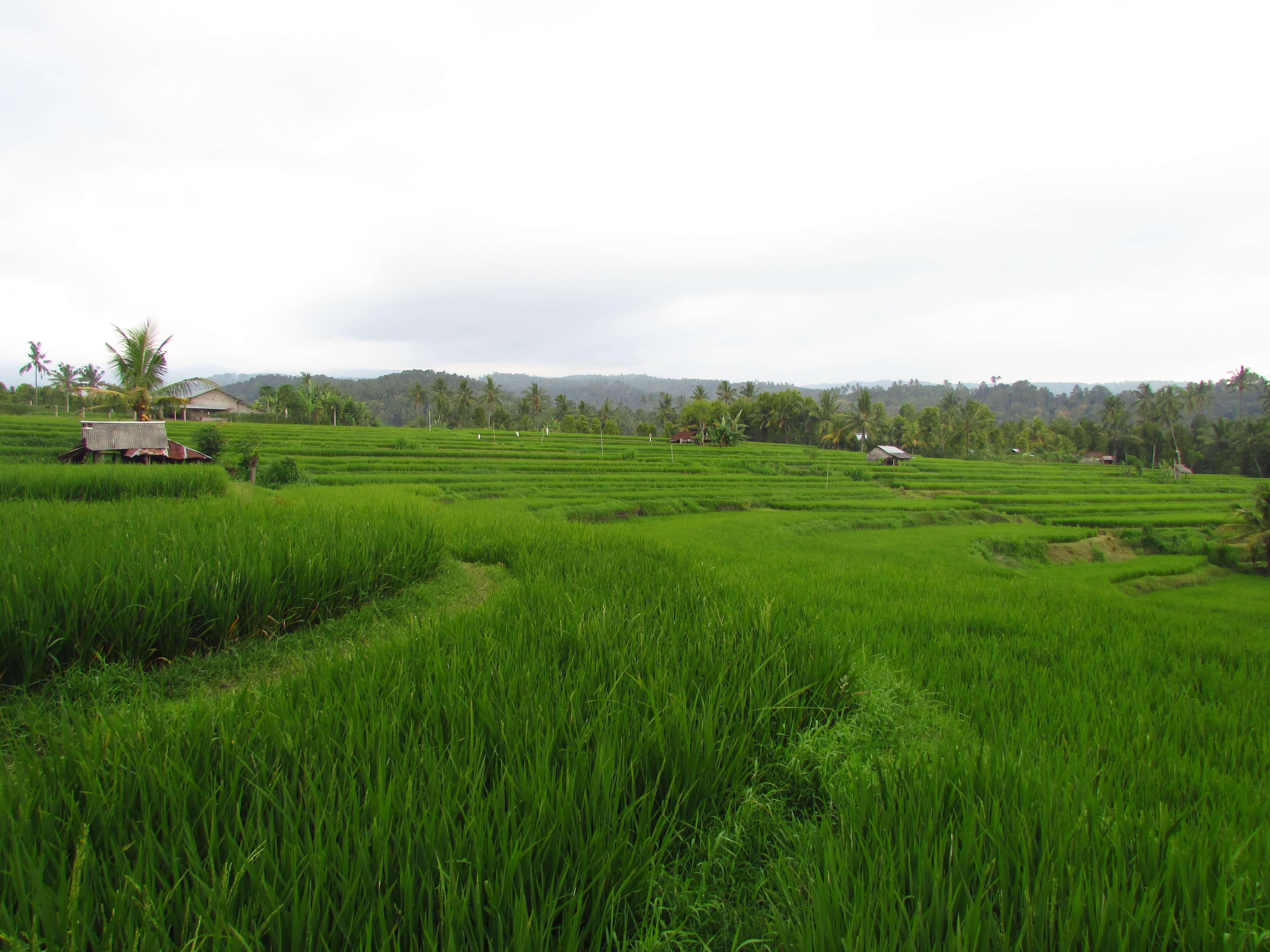 Rizières, Munduk, Bali