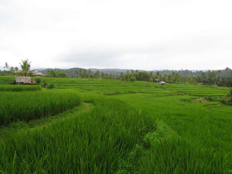 Rizières, Munduk, Bali