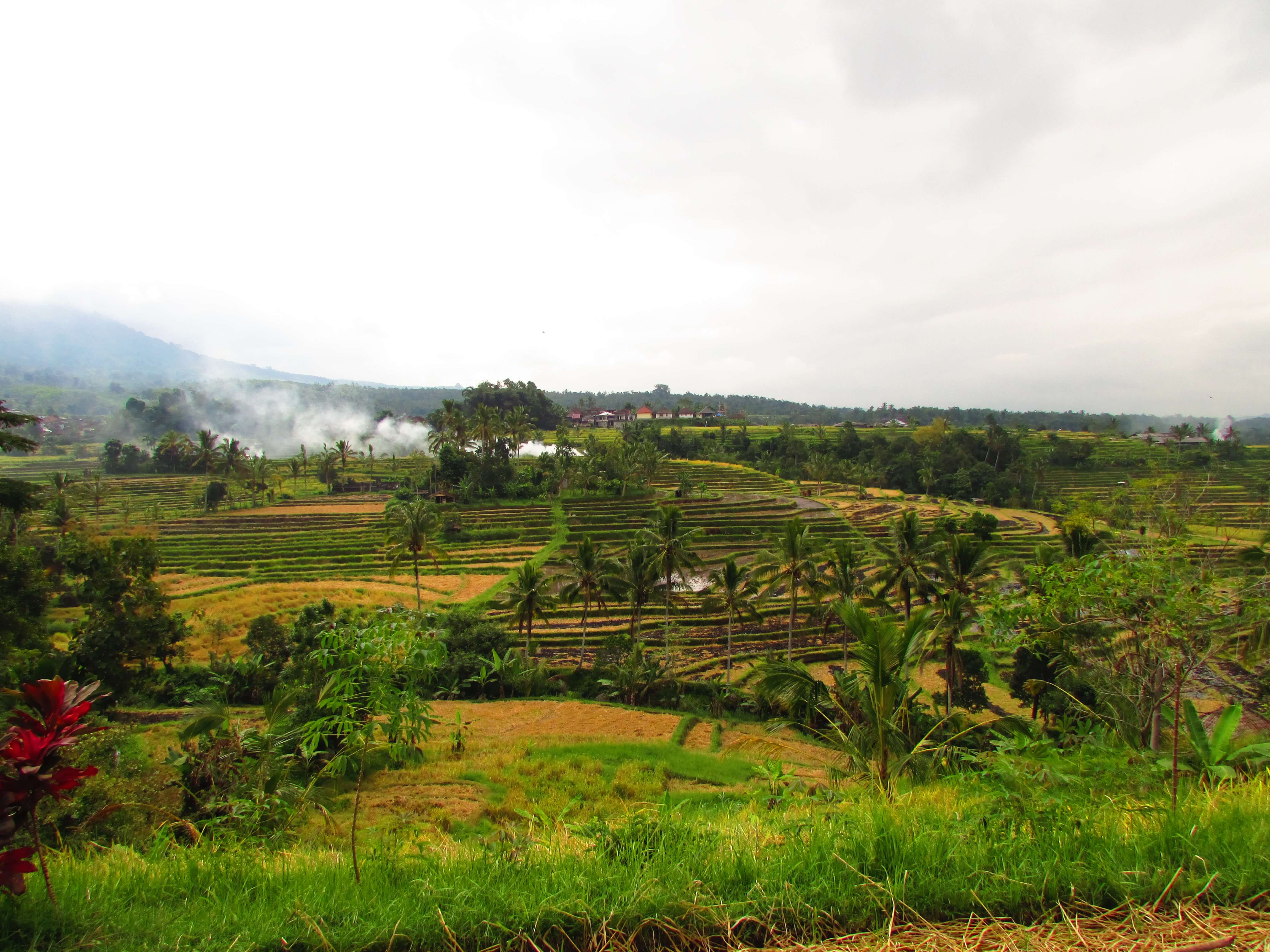 Jatiluwih terraces, Bali