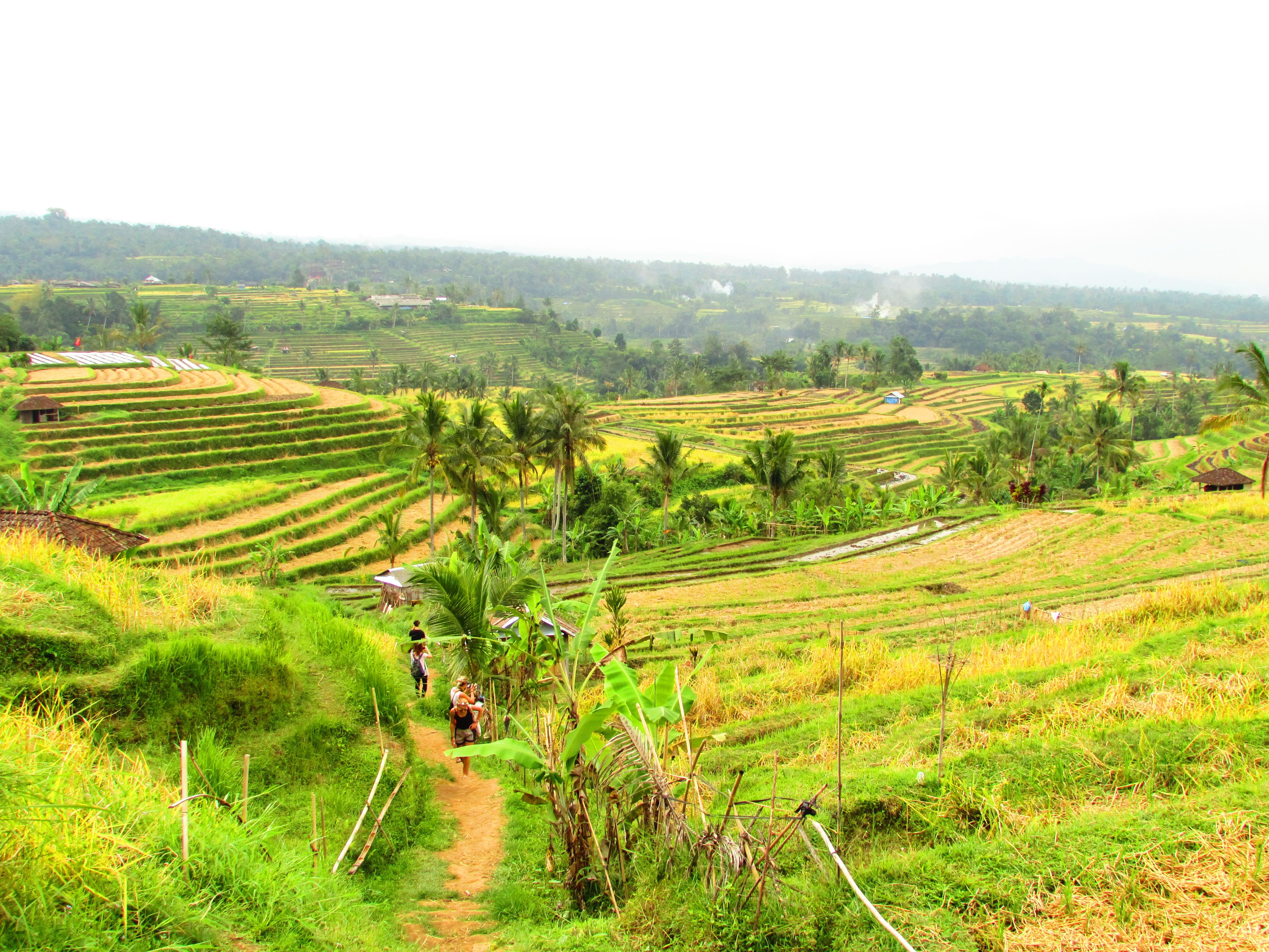 Rizières en terrasses de Jatiluwih, Bali