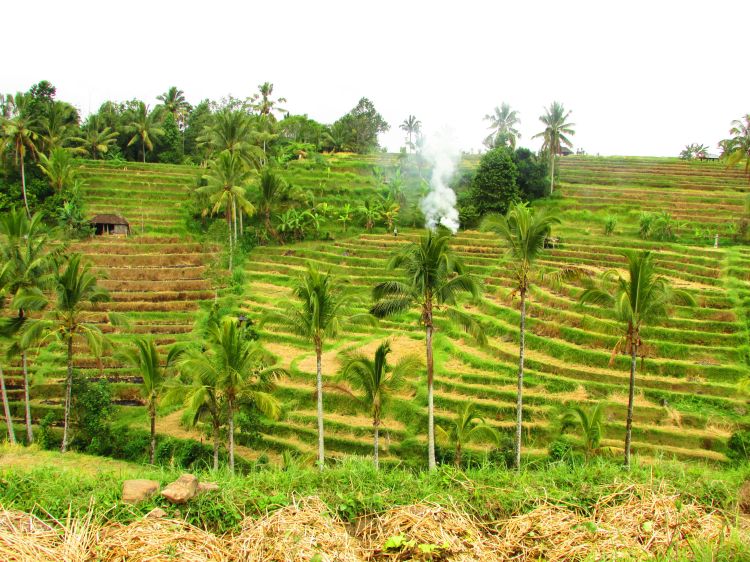 Paysages de Jatiluwih, Bali