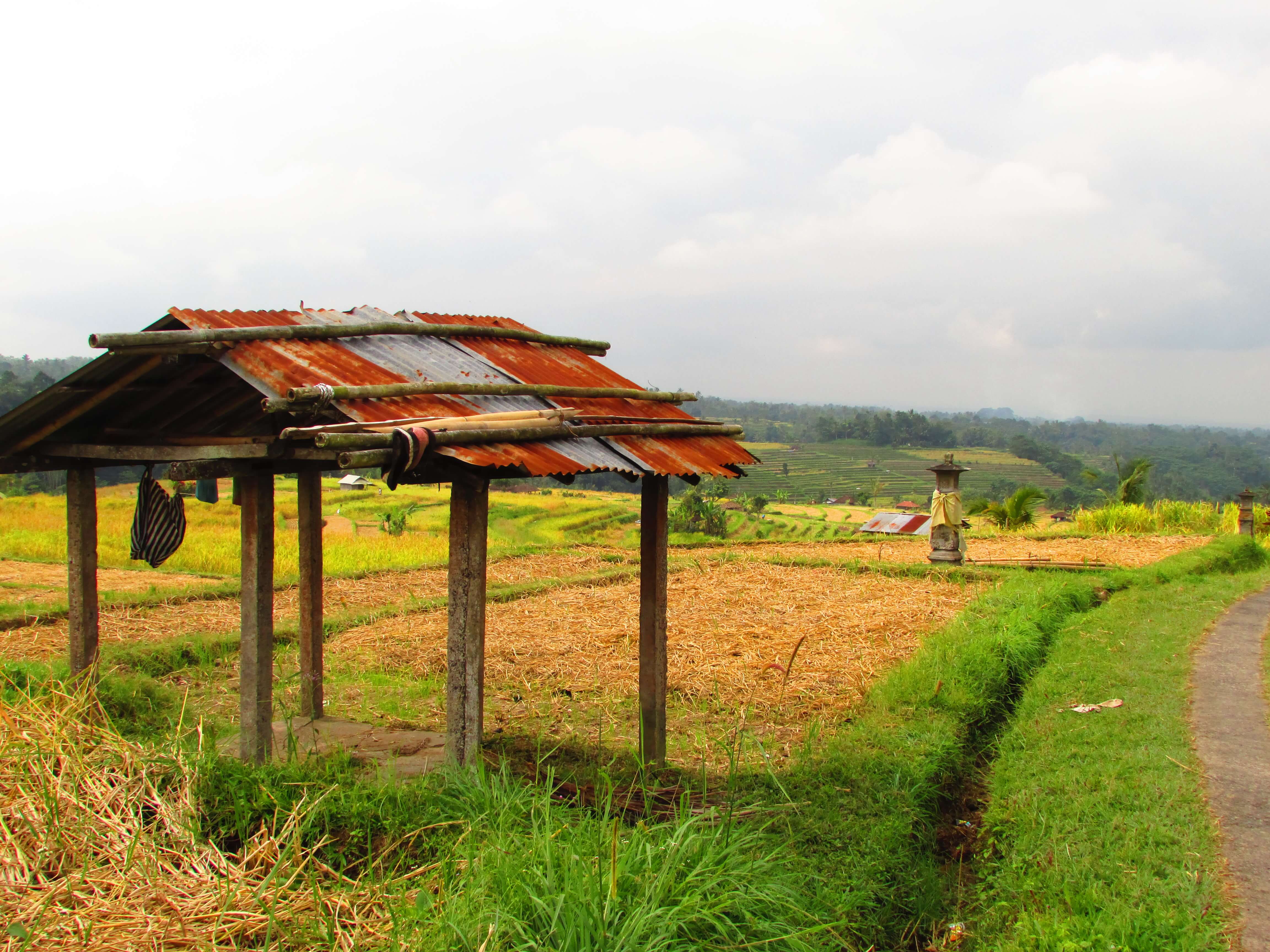 Rizières de Jatiluwih, Bali