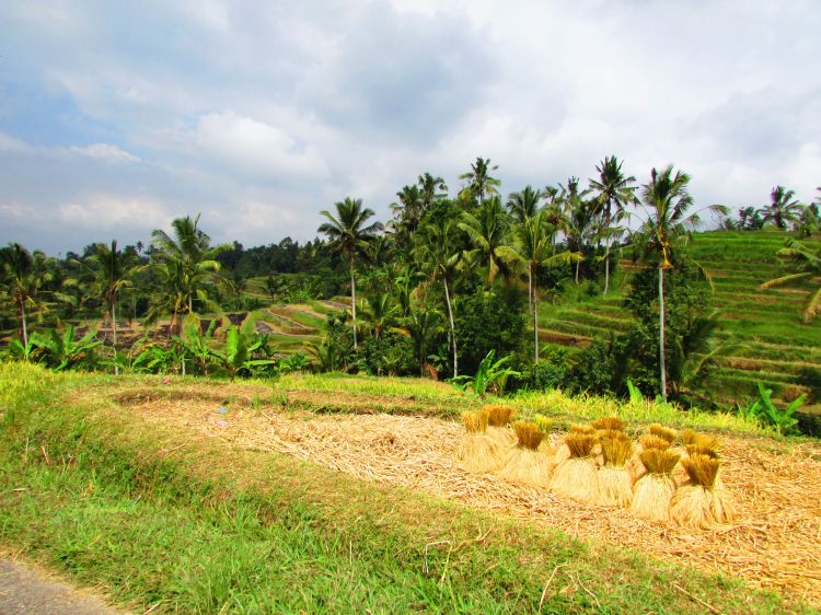 Récolte du riz, Jatiluwih, Bali