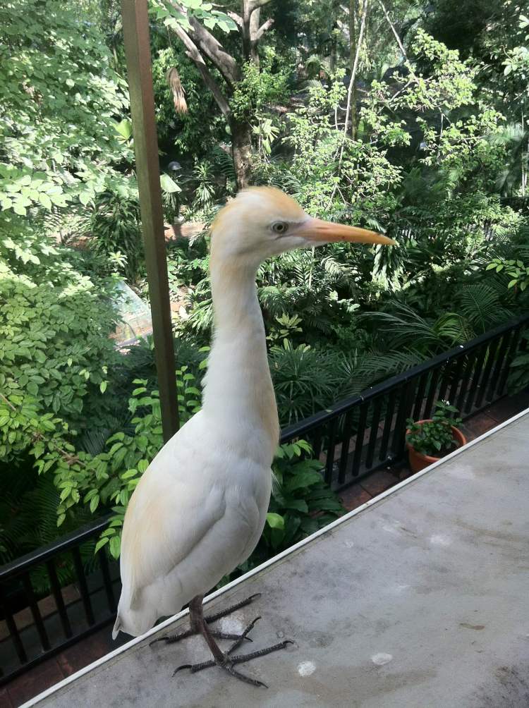 Bar du Bird park, Kuala Lumpur, Malaisie