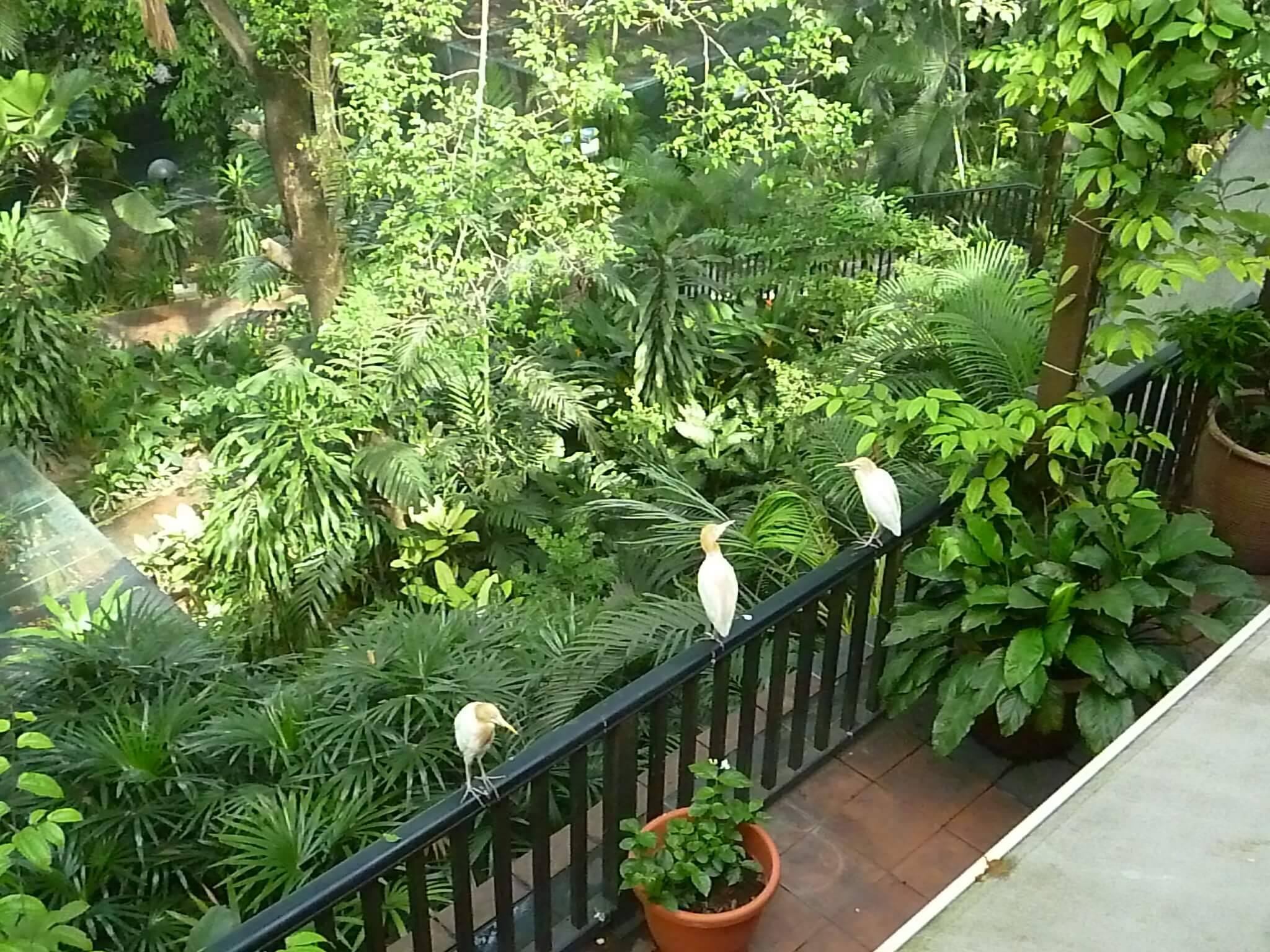 Bird Park, Kuala Lumpur, Malaisie