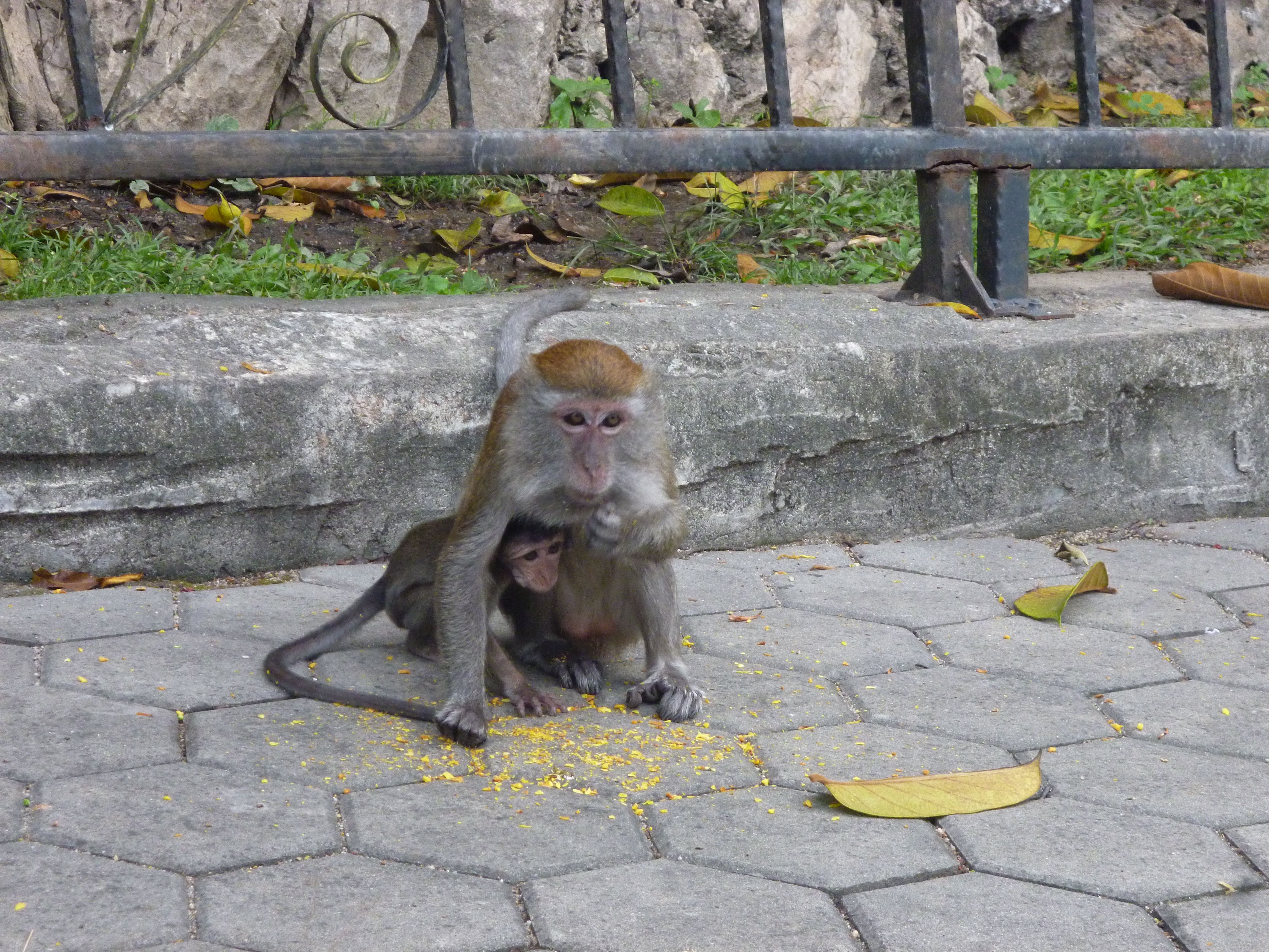 Monkey, Batu Caves, Kuala Lumpur