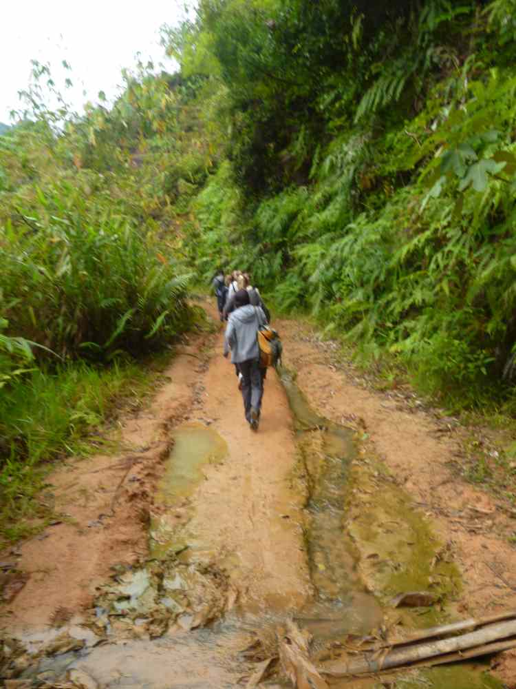 Randonnée, Cameron Highlands, Malaisie