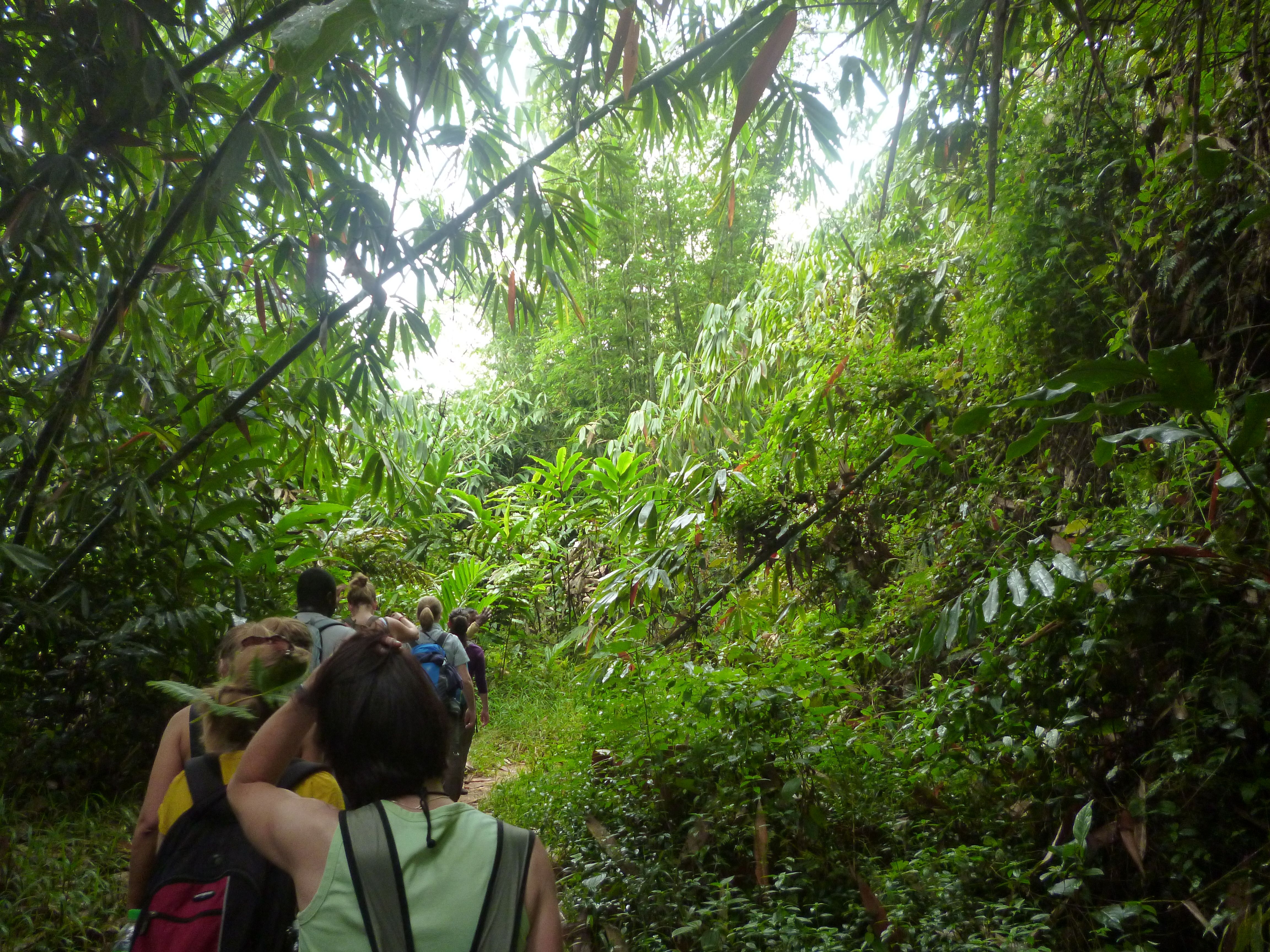 Forêt, Cameron Highlands, Malaisie