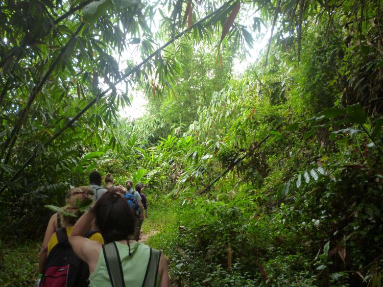 Forêt, Cameron Highlands, Malaisie