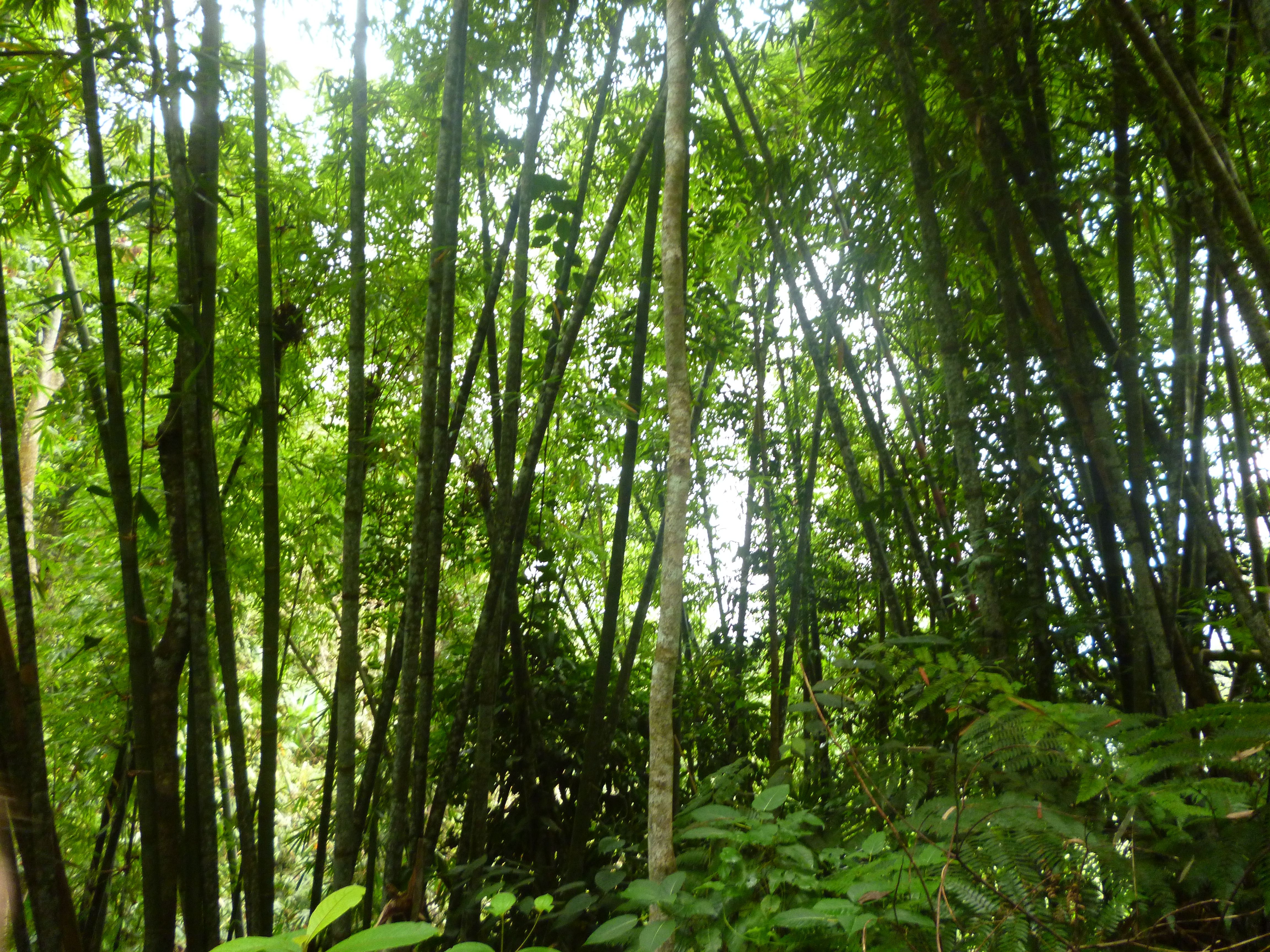 Mossy Forest, Cameron Highlands, Malaisie