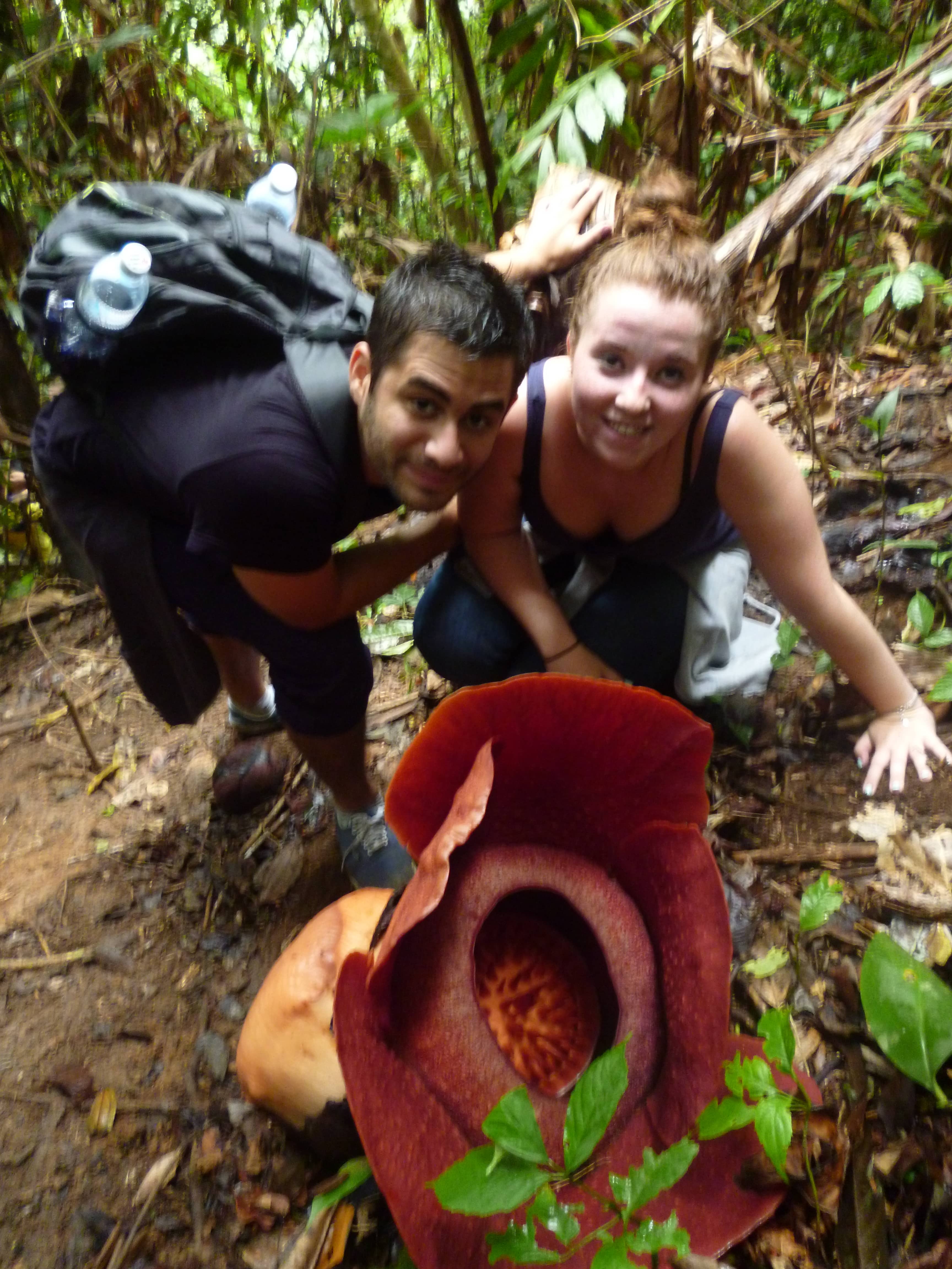 Fleur, Rafflesia, Malaisie