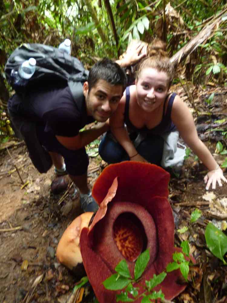 Fleur, Rafflesia, Malaisie