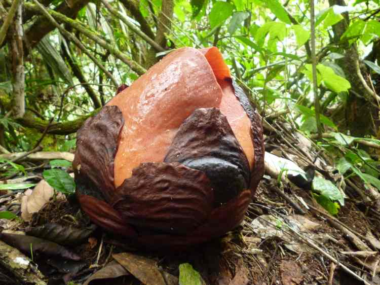 Rafflesia bulb, Malaysia