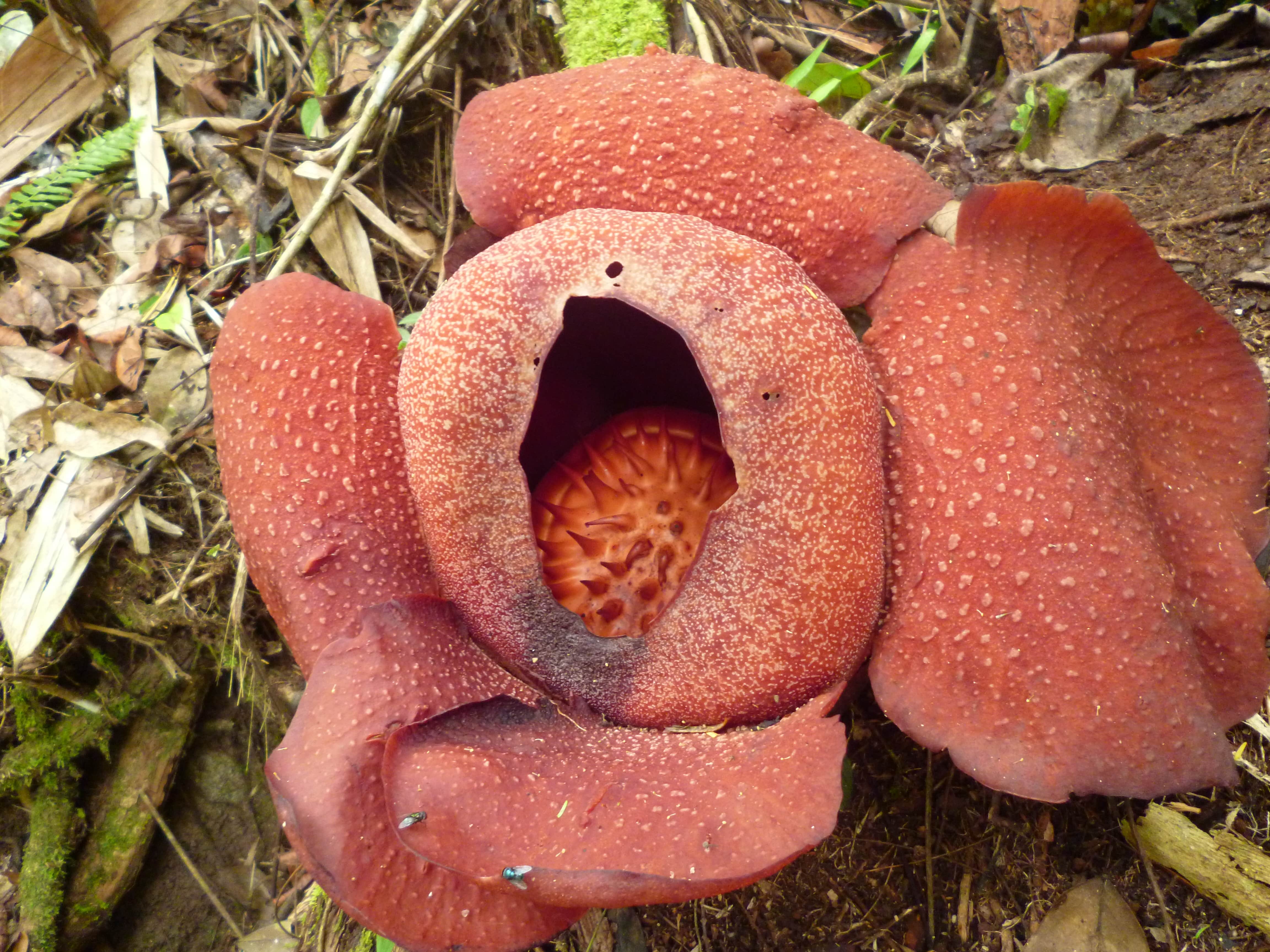 Rafflesia, Malaisie