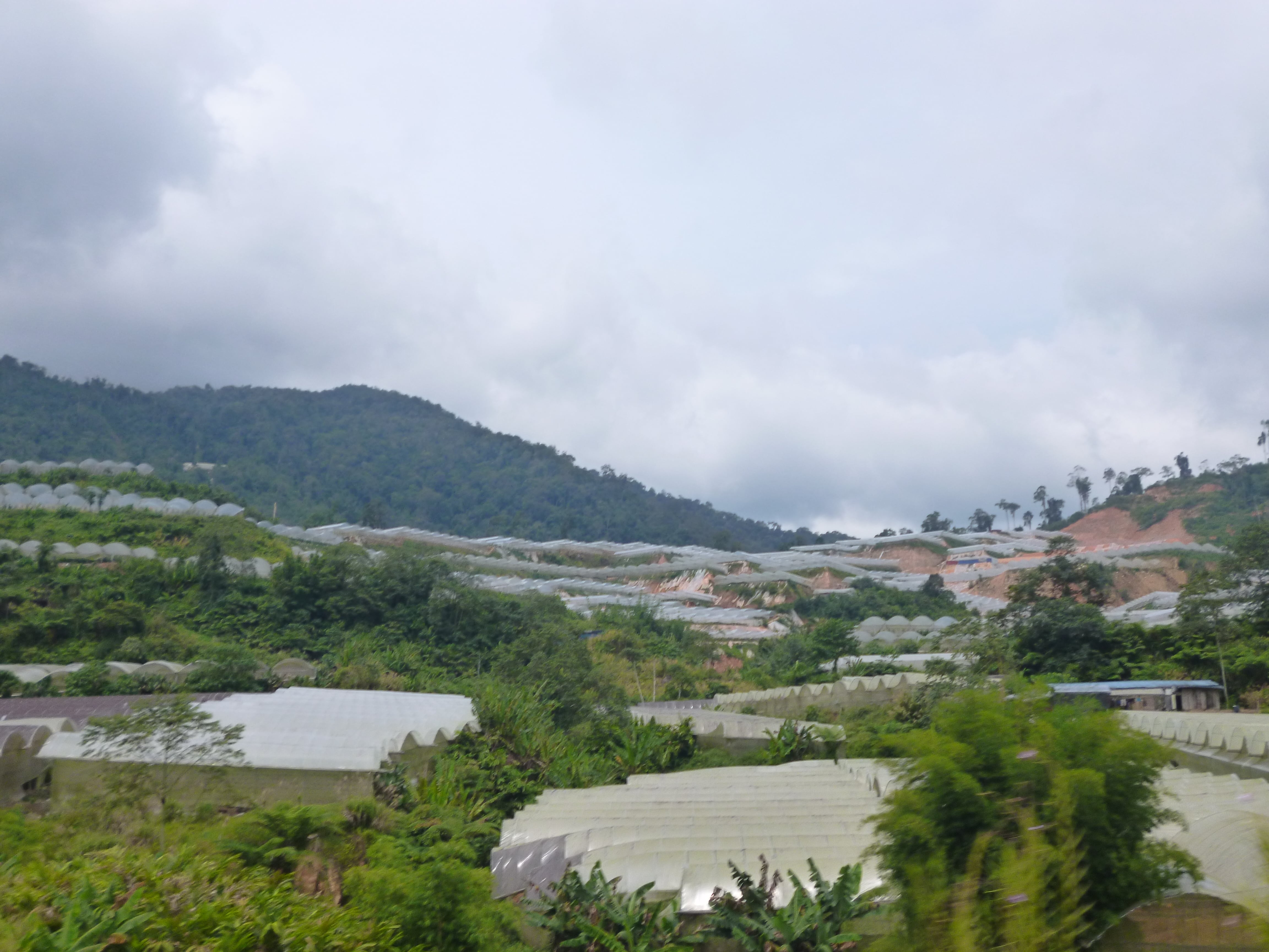 Serres, Cameron Highlands, Malaisie