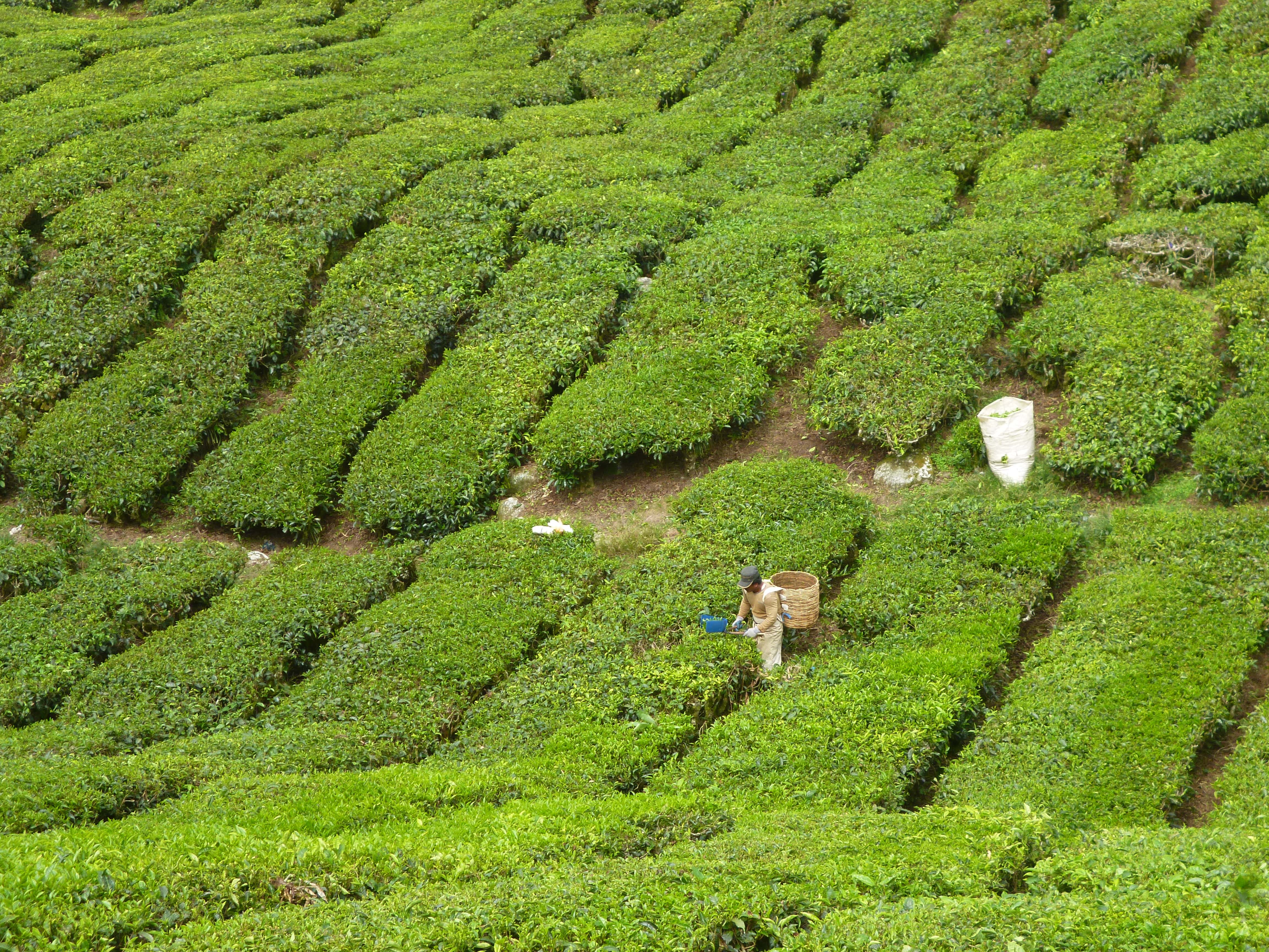 Champs de thé, Cameron Highlands, Malaisie