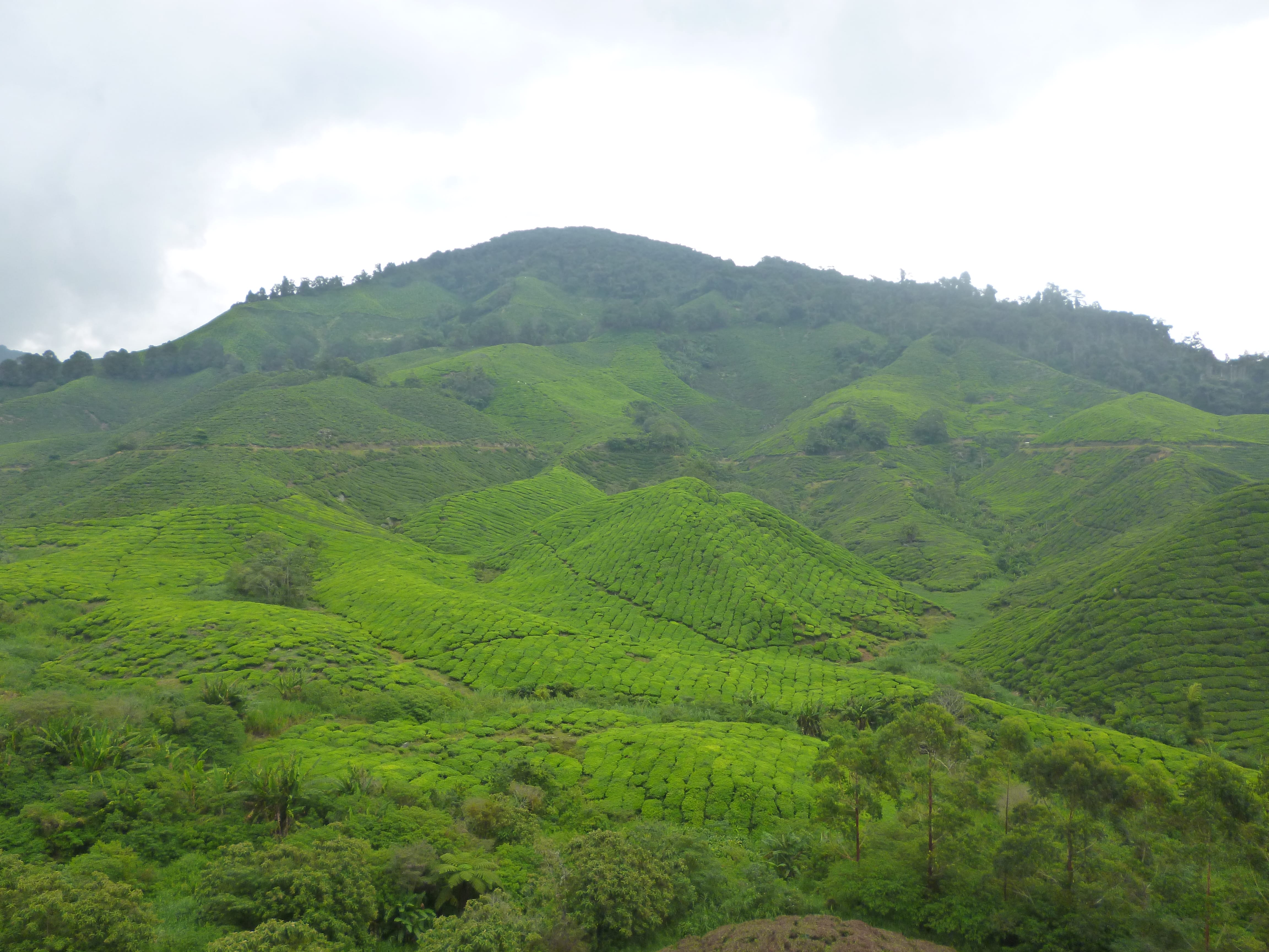 Tea plantations, Cameron Highlands, Malaisie