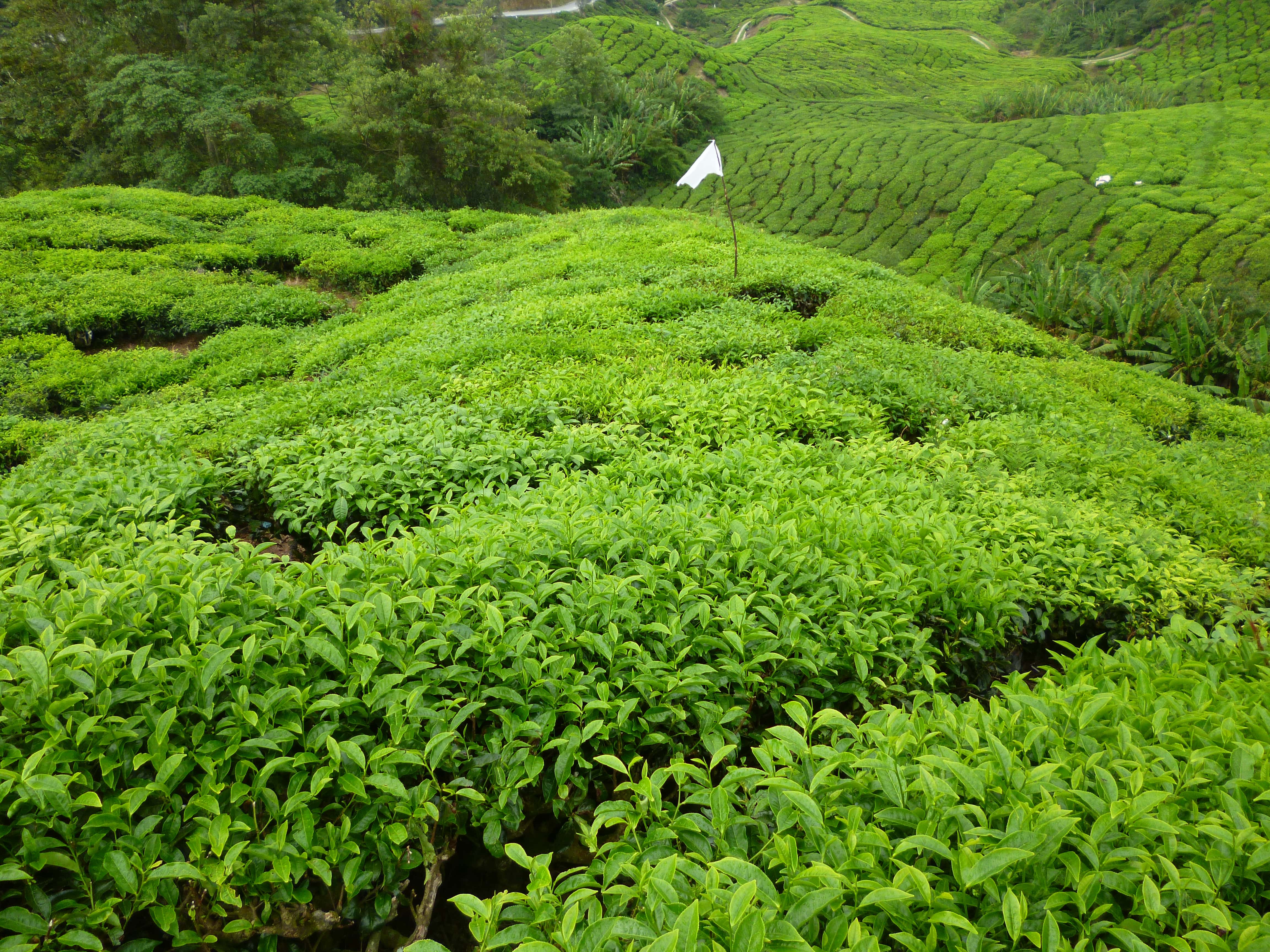Culture du thé, Cameron Highlands, Malaisie