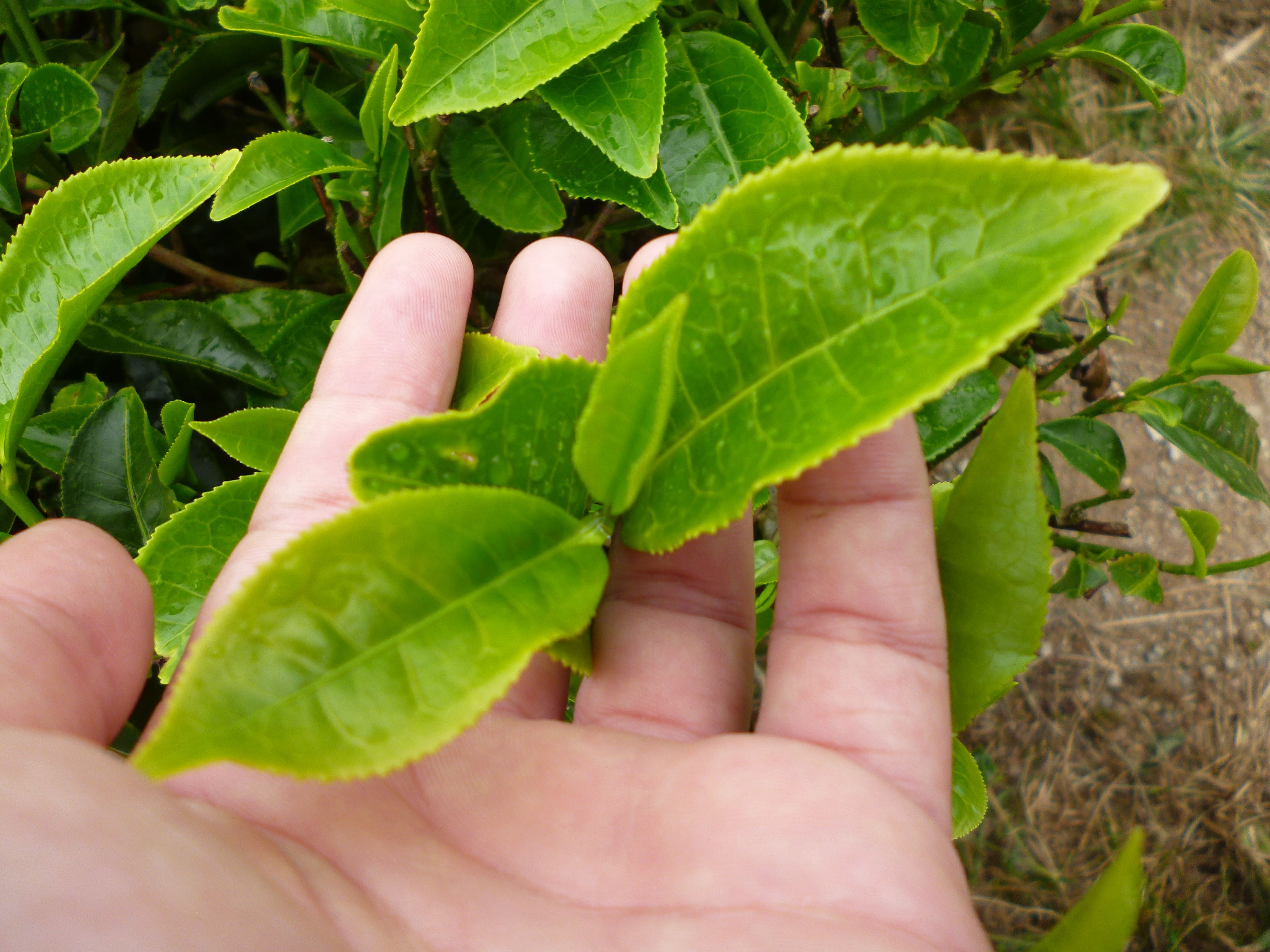 Feuilles de thé, Cameron Highlands, Malaisie