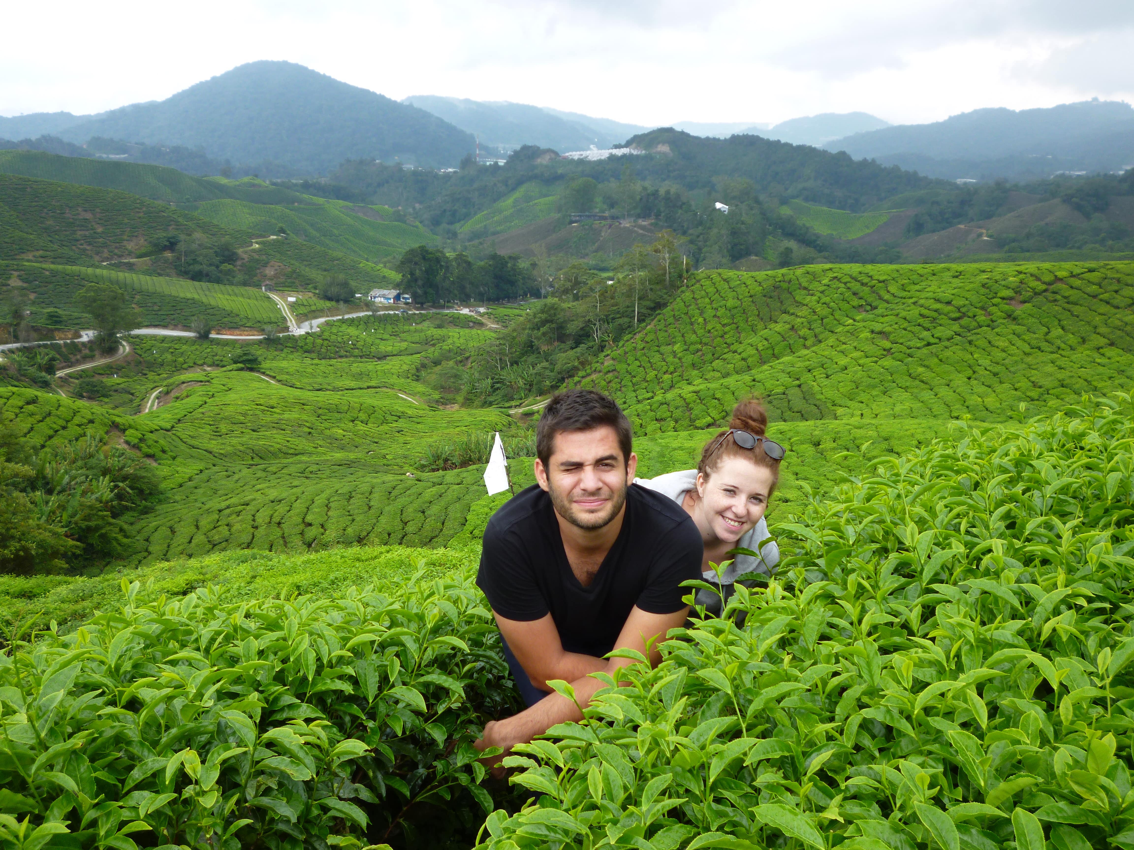 Visite des Cameron Highlands, Malaisie