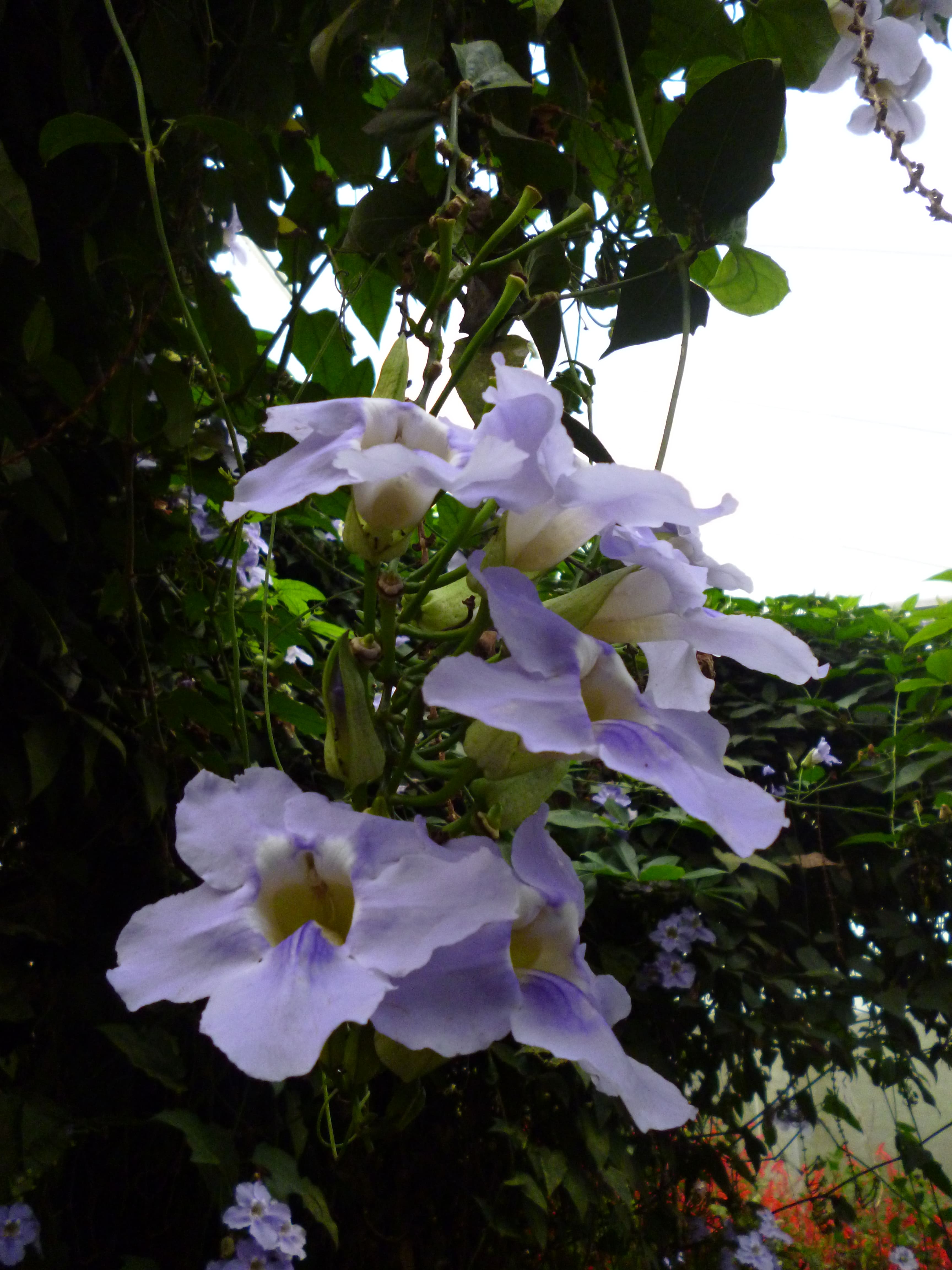 Orchidée, Cameron Highlands, Malaisie