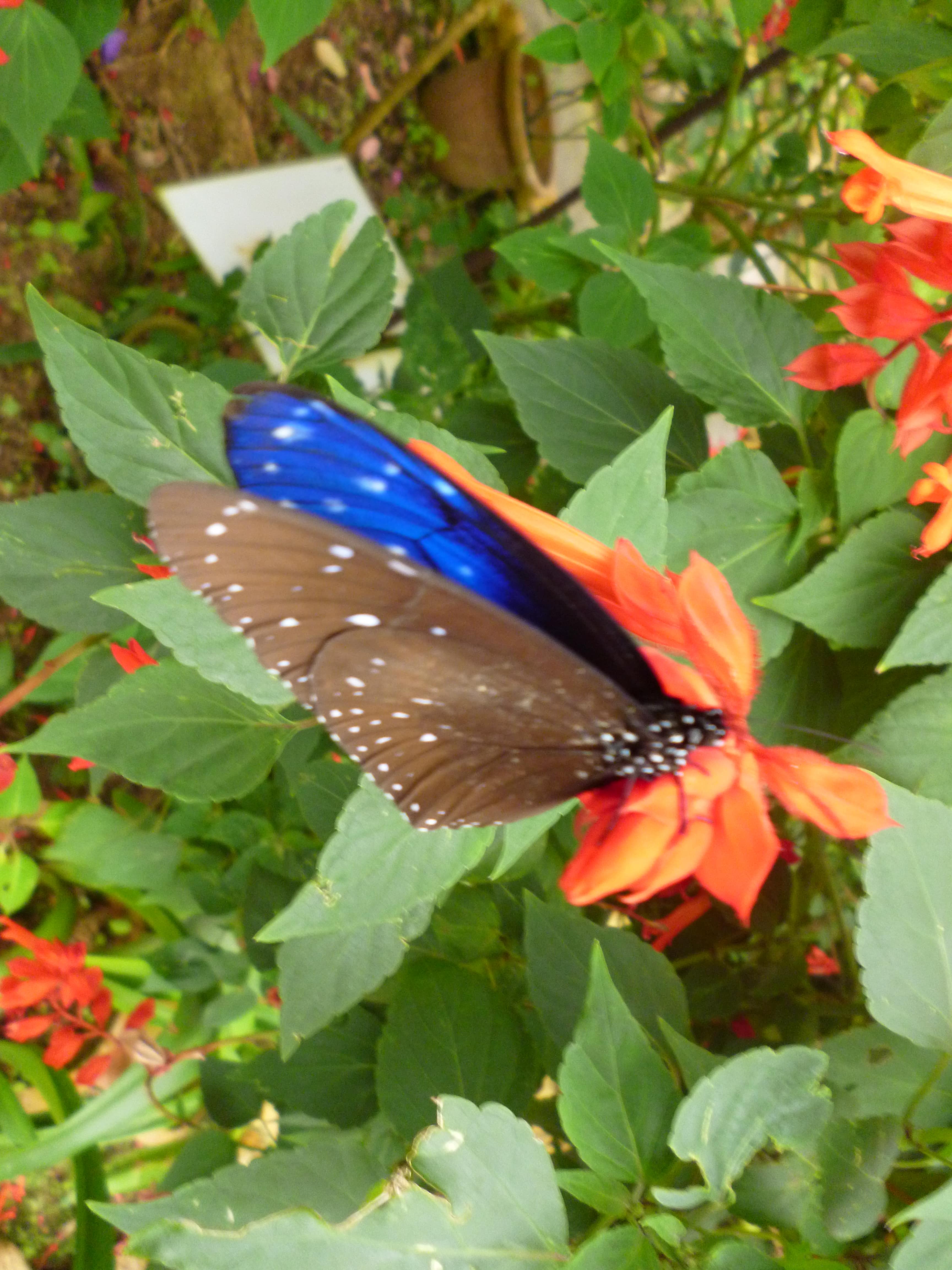 Ferme aux papillons, Cameron Highlands, Malaisie