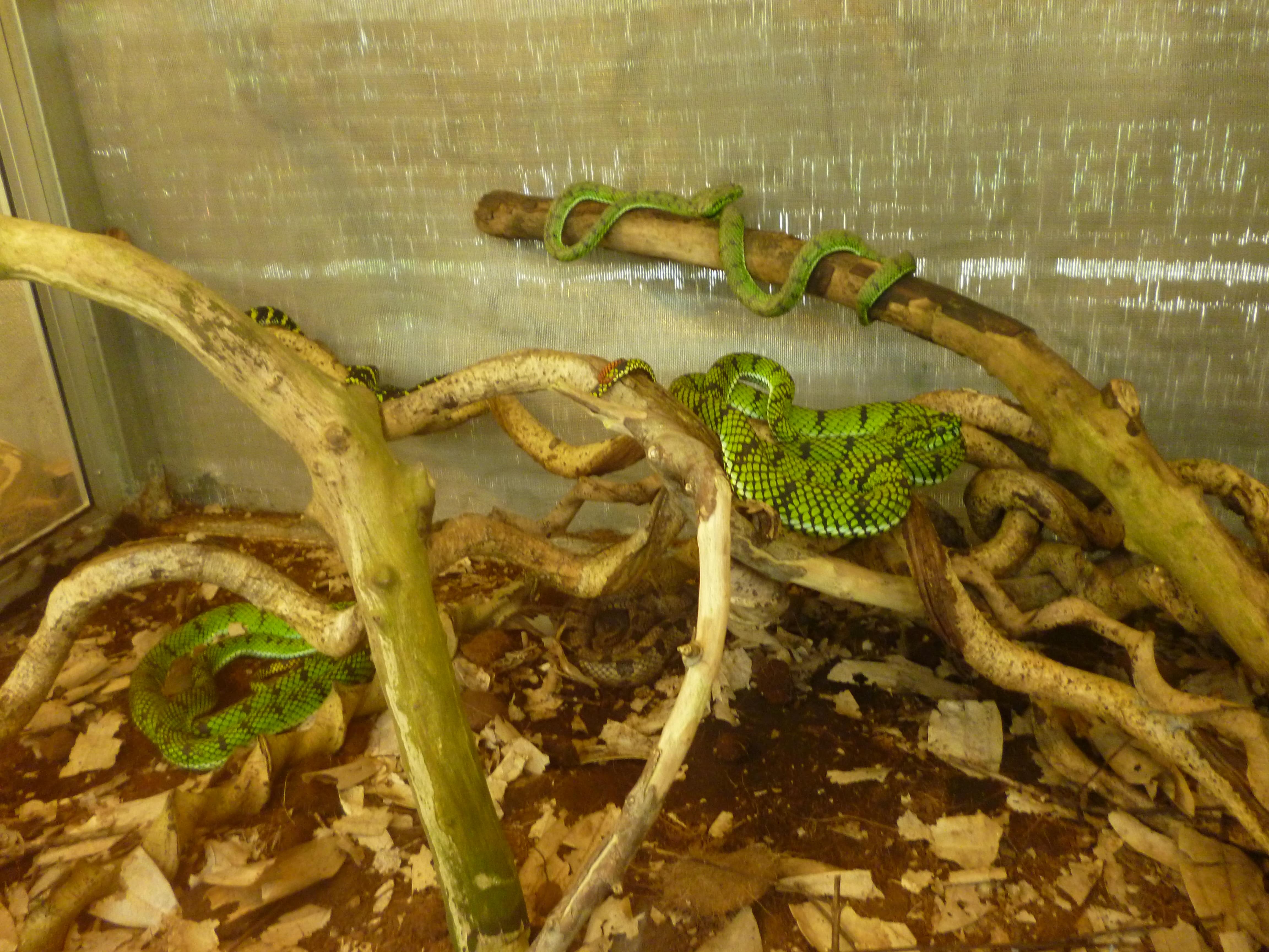 Fermes aux reptiles, Cameron Highlands, Malaisie