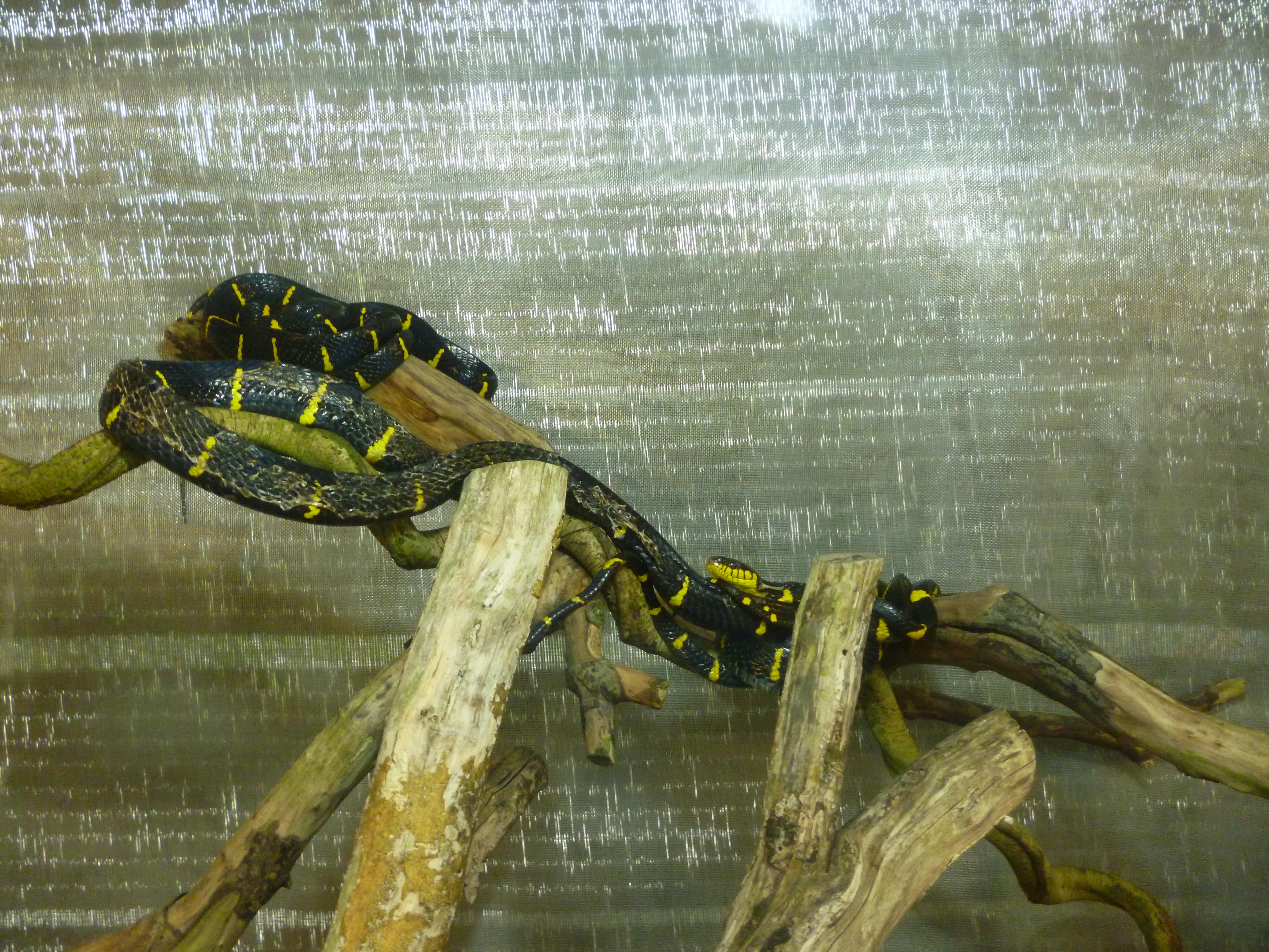 Snake farm, Cameron Highlands, Malaisie