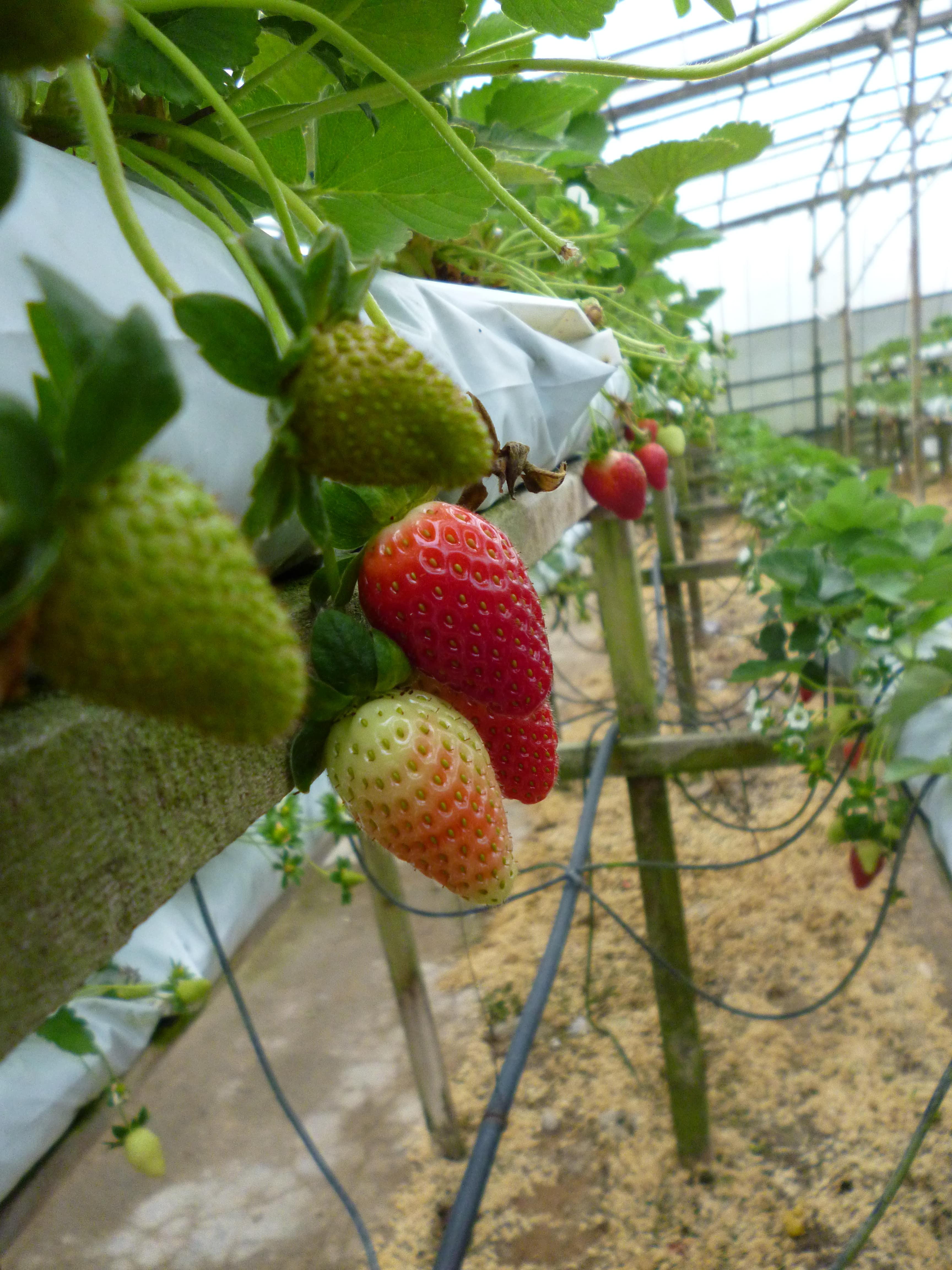 Plantations de fraises, Cameron Highlands, Malaisie