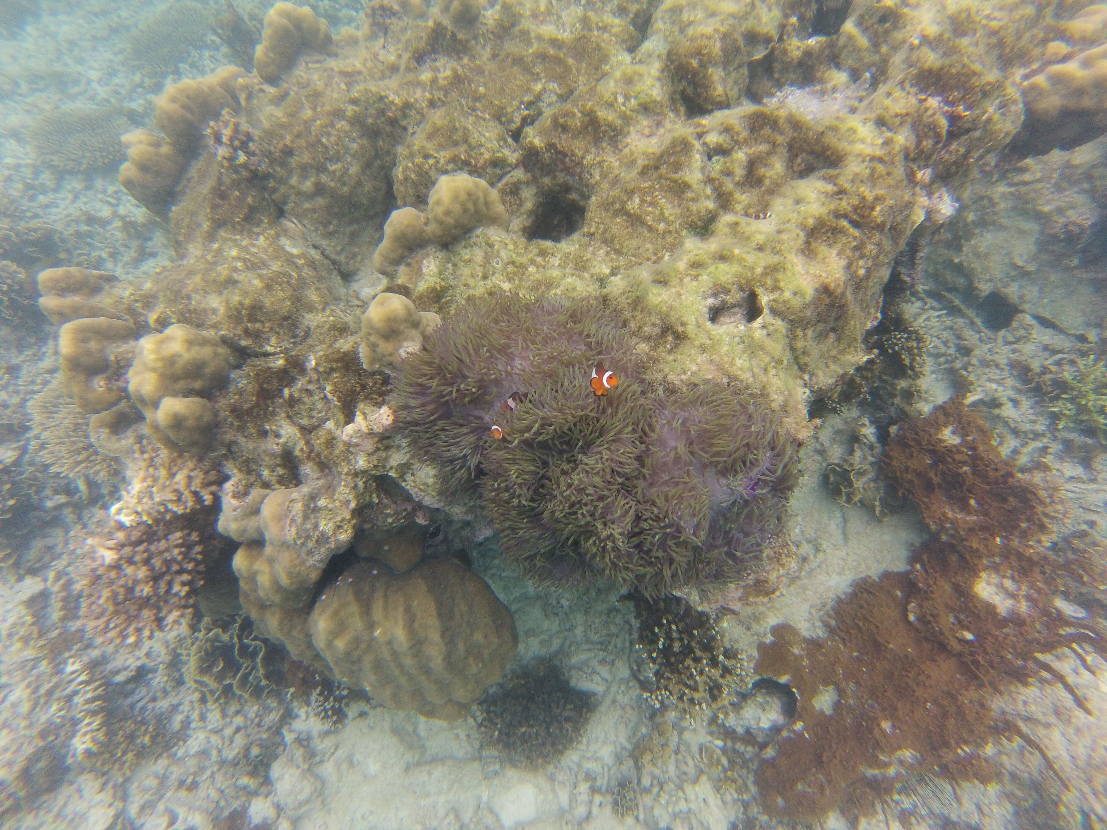 Clown fish, Perhentian Island, Malaysia