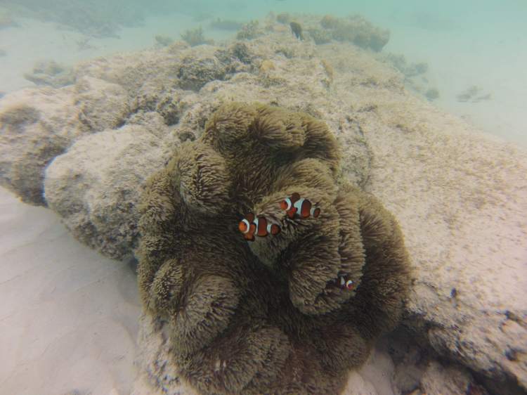 Poissons clown, Perhentian, Malaisie