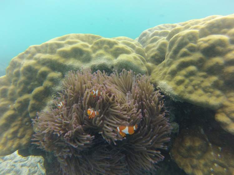 Anémone, Perhentian, Malaisie