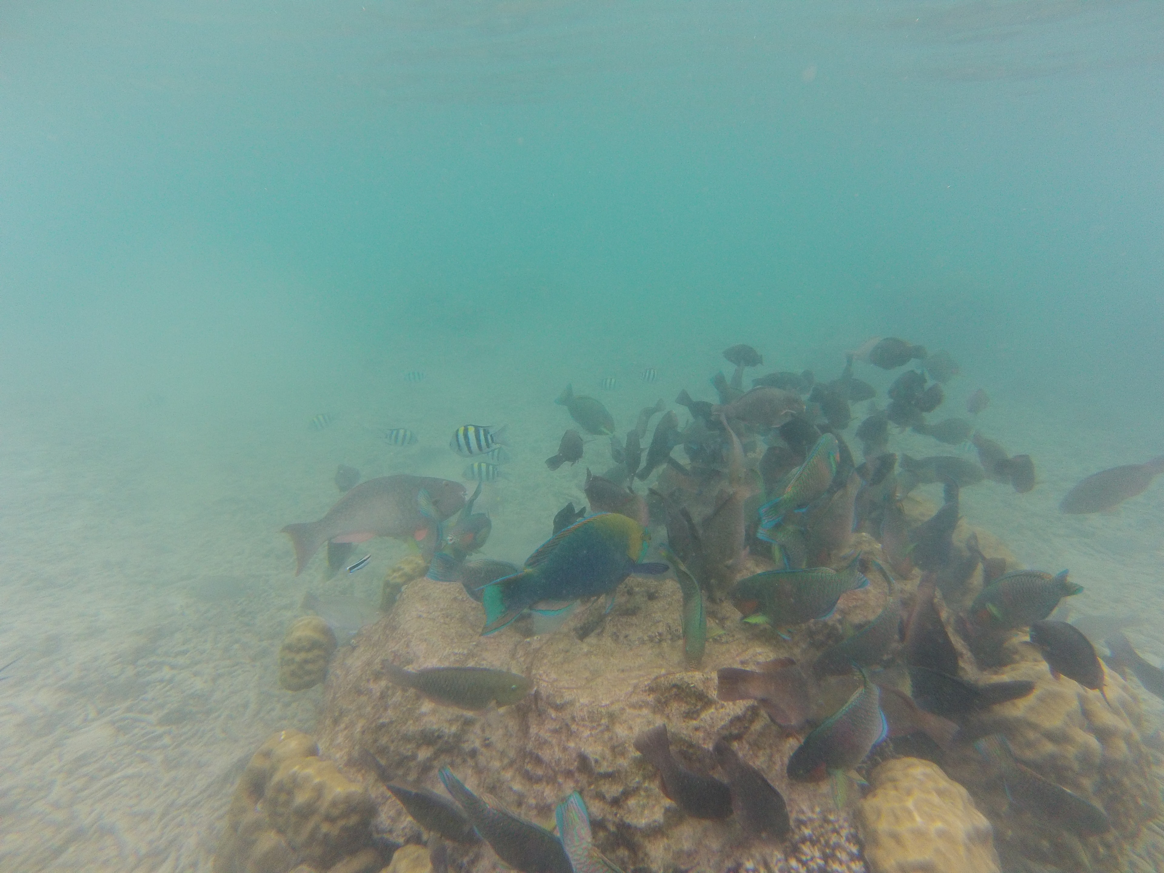 Snorkeling, Perhentian, Malaisie