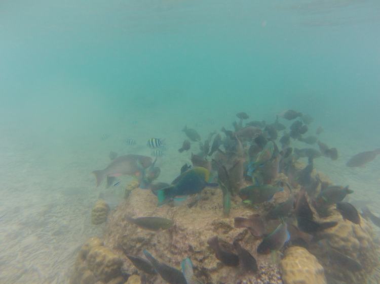 Snorkeling, Perhentian, Malaisie